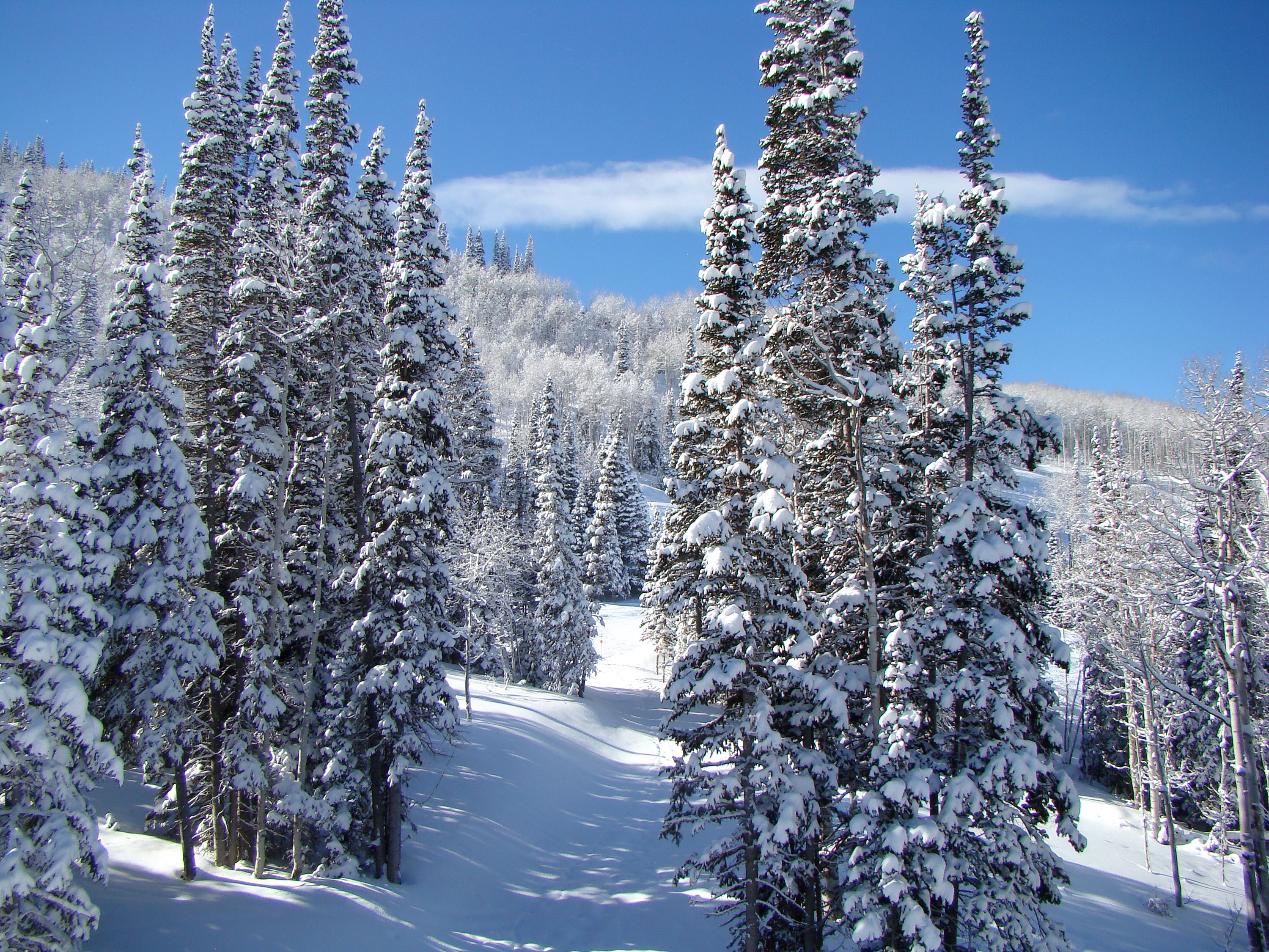 Snow-covered spruce forest on a sunny winter day HD Wallpaper