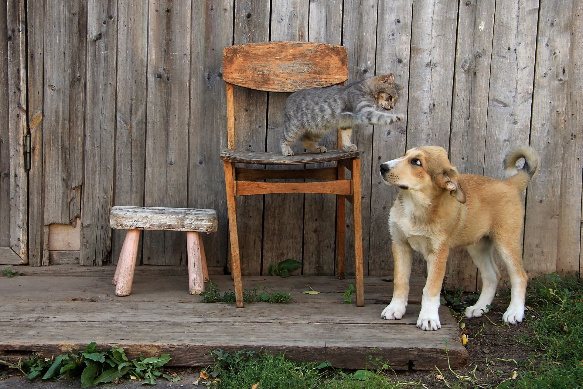 Cat on a chair and dog on a porch HD Wallpaper