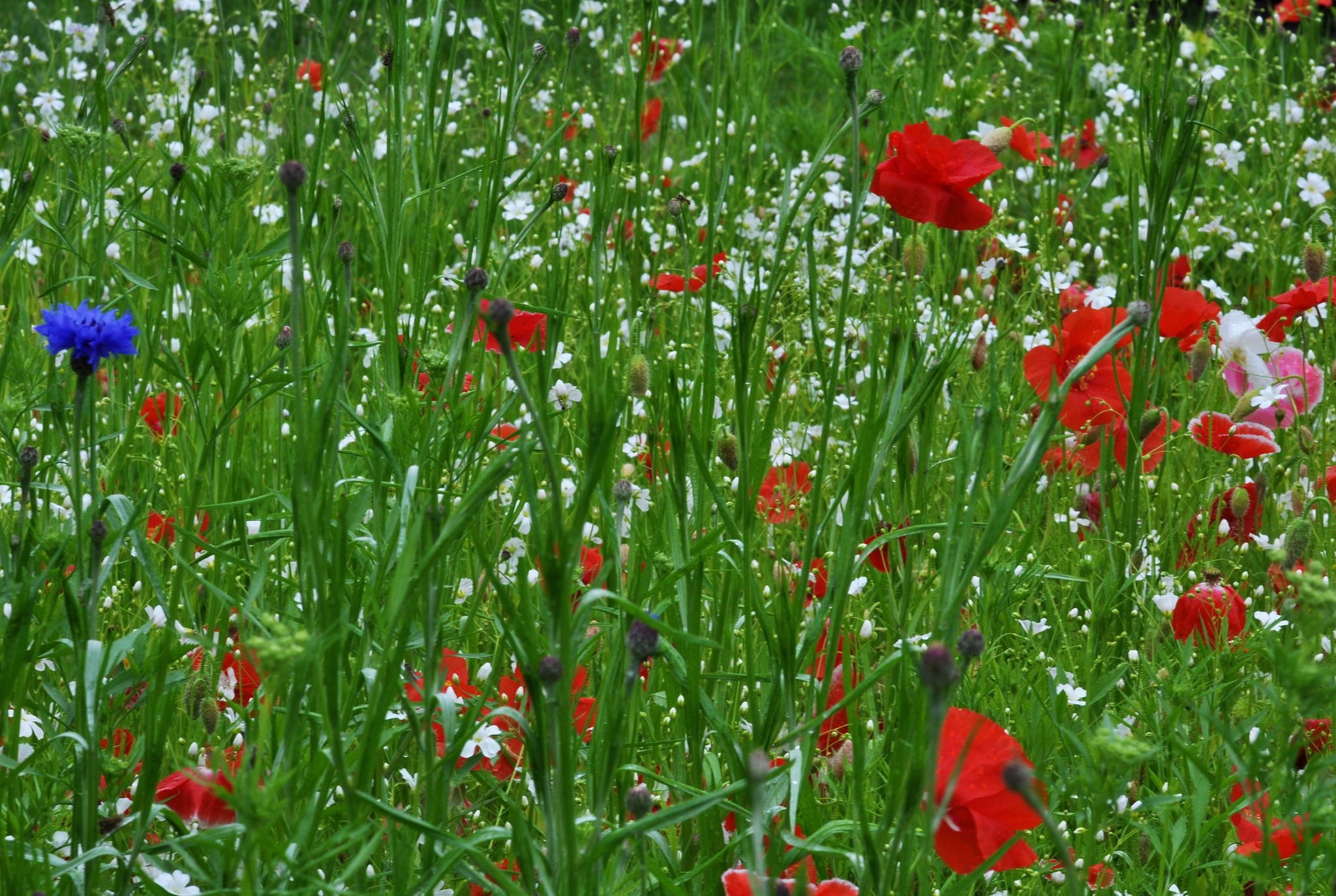 Field of red poppies and white flowers with a blue cornflower HD Wallpaper