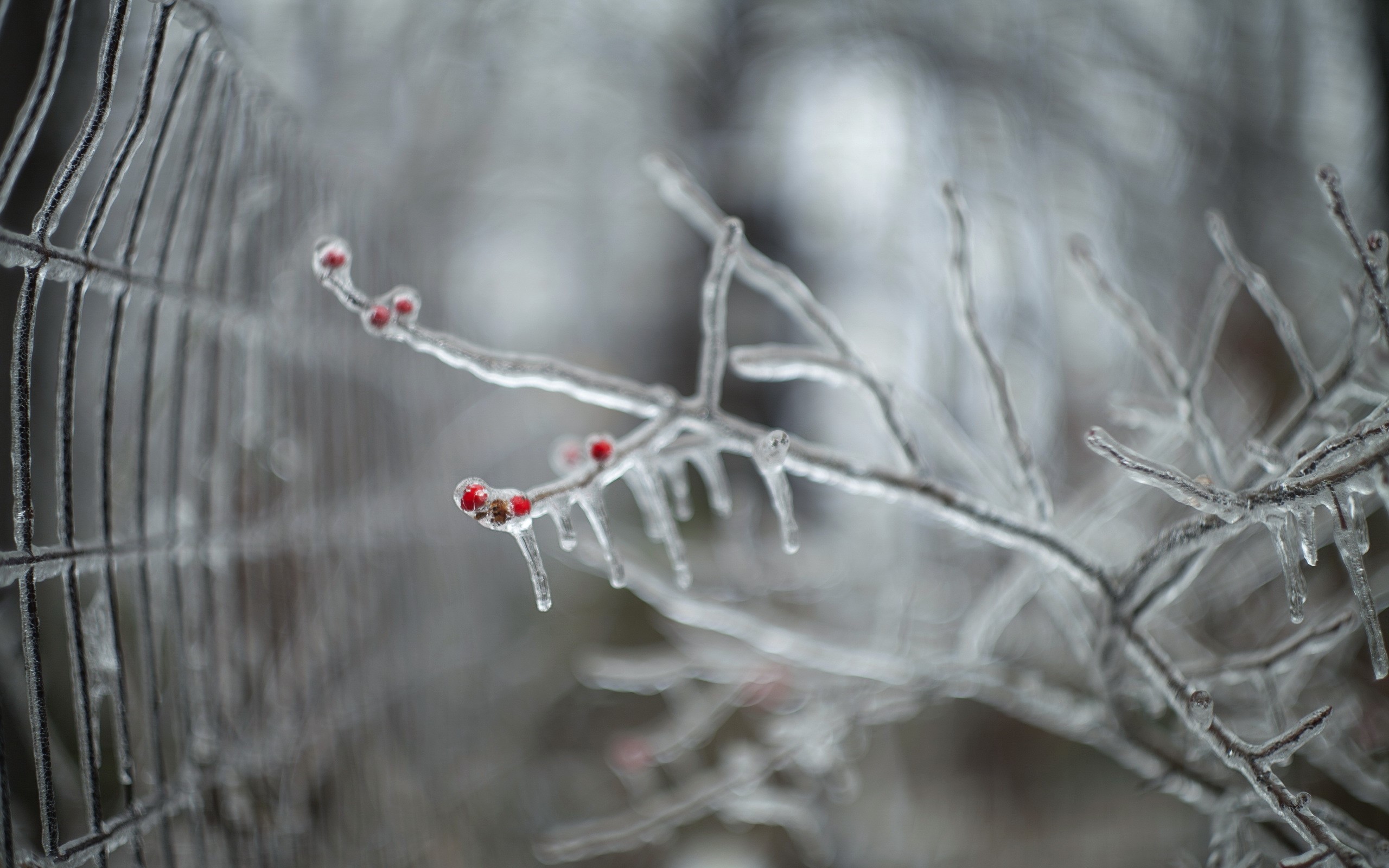 Ice-covered branches with red berries and a fence HD Wallpaper