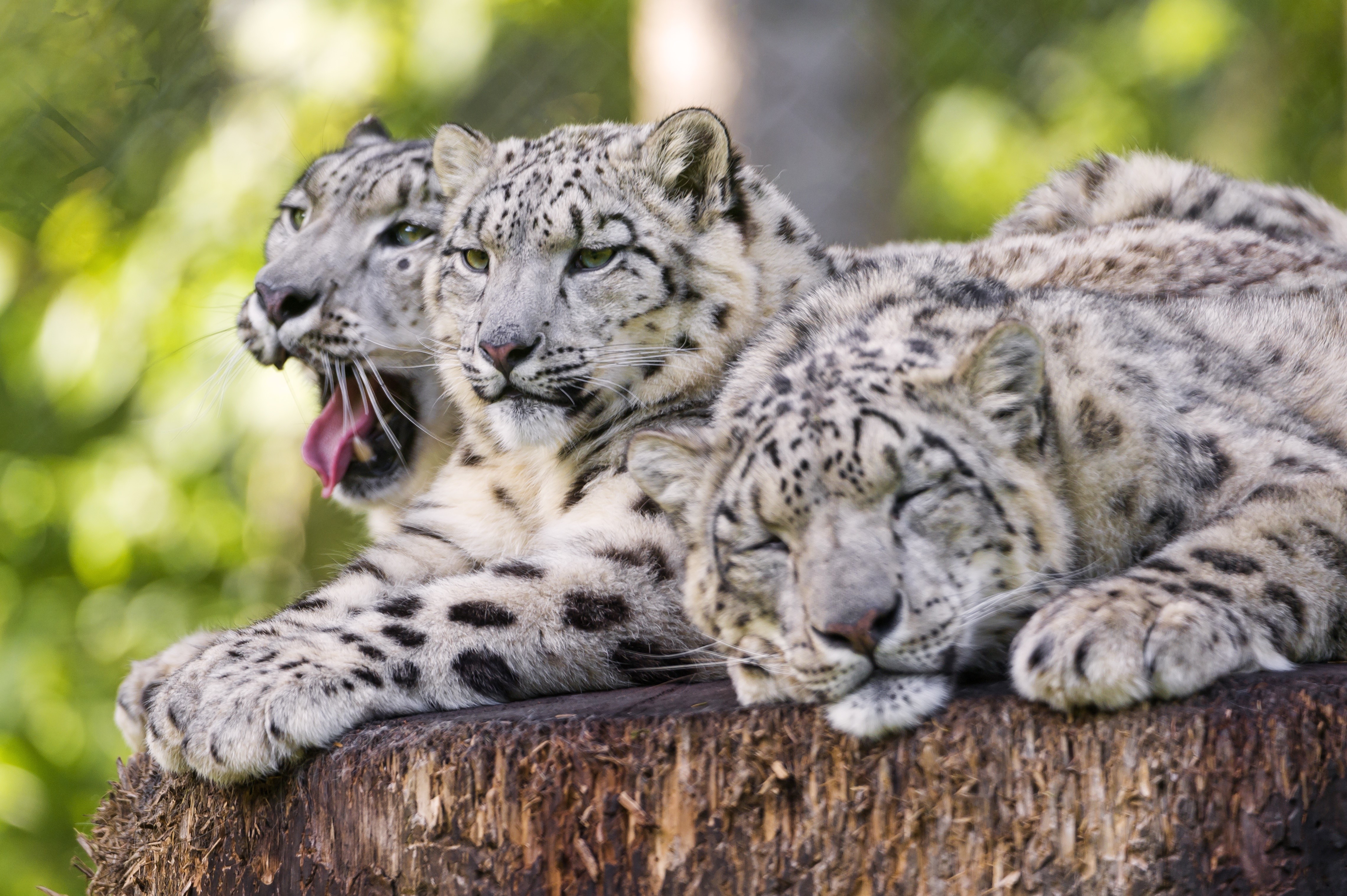 Three Snow Leopards Resting on a Log HD Wallpaper