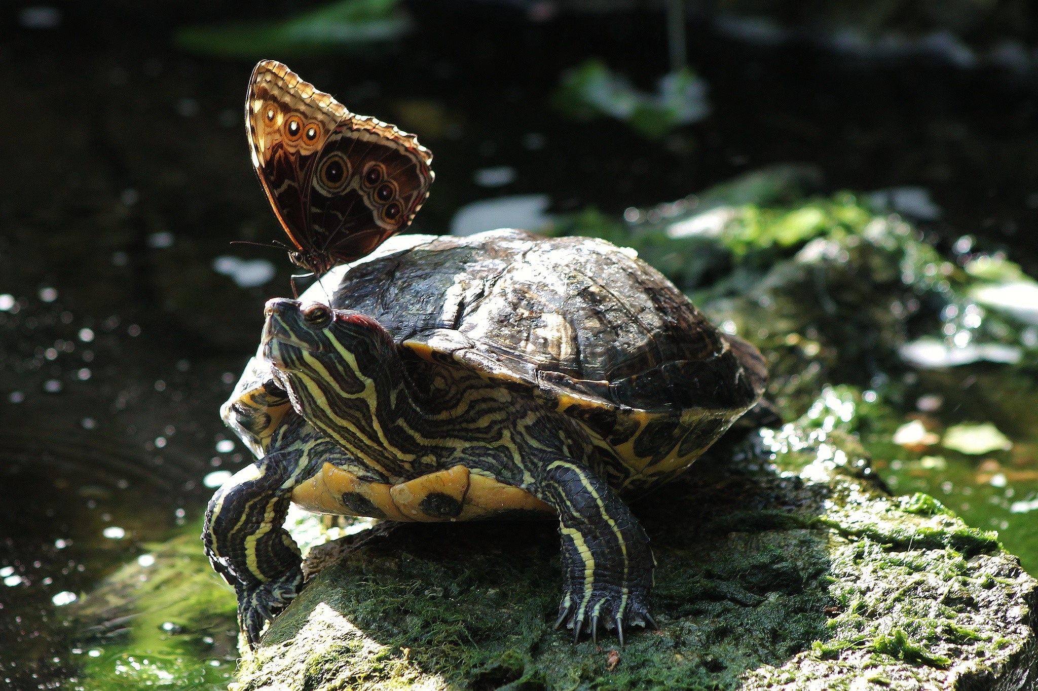 Turtle with a butterfly on its head HD Wallpaper