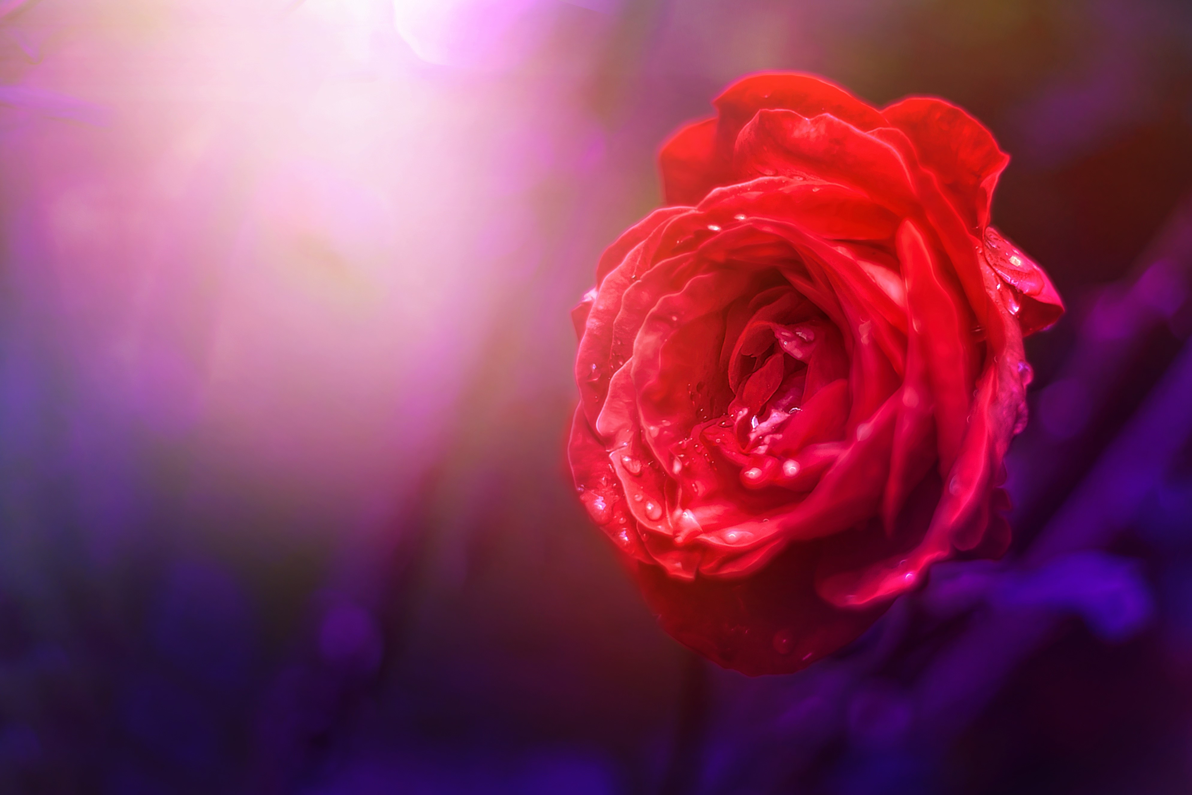 Red rose with water drops and bokeh HD Wallpaper