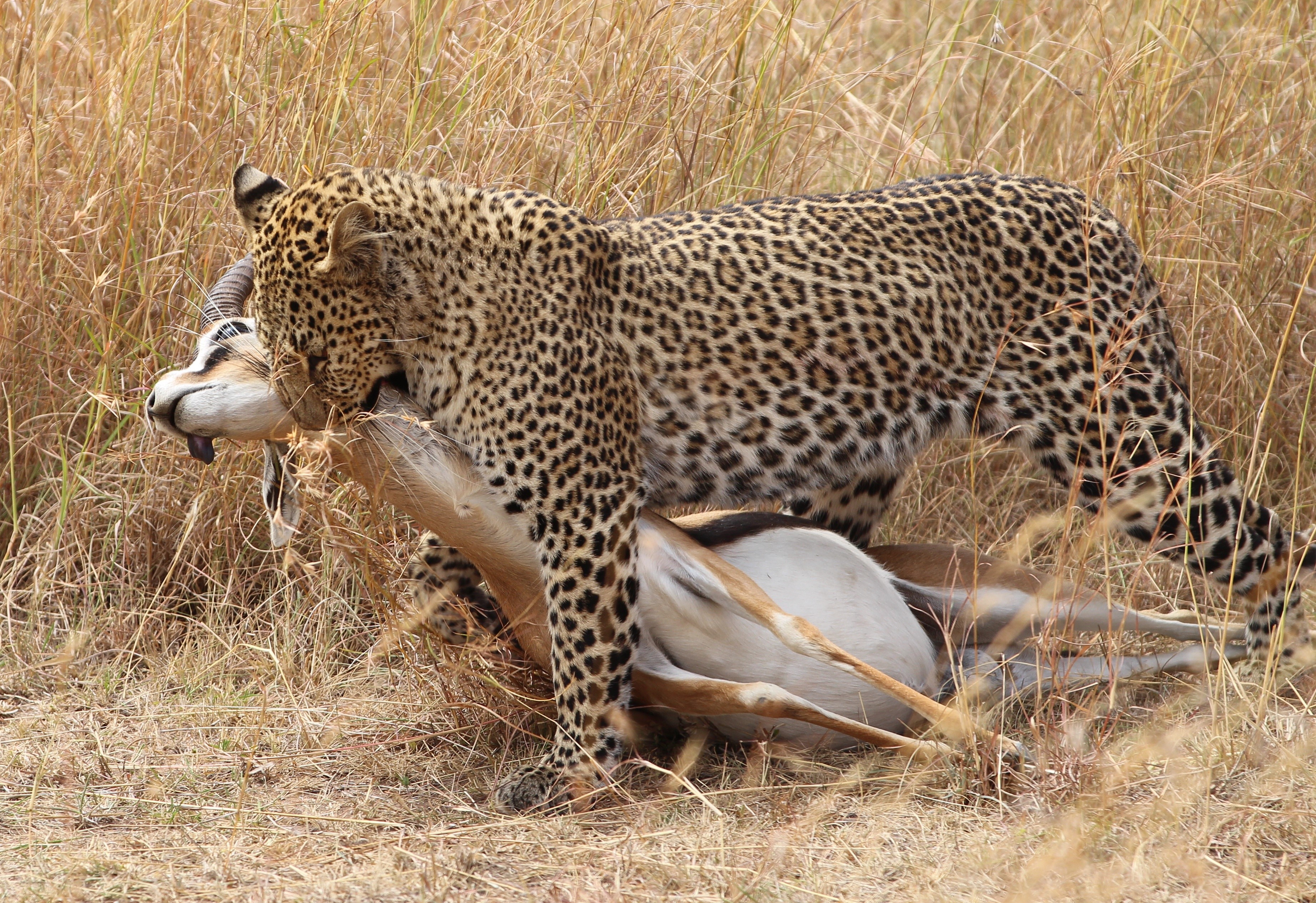 Leopard with prey in tall grass HD Wallpaper