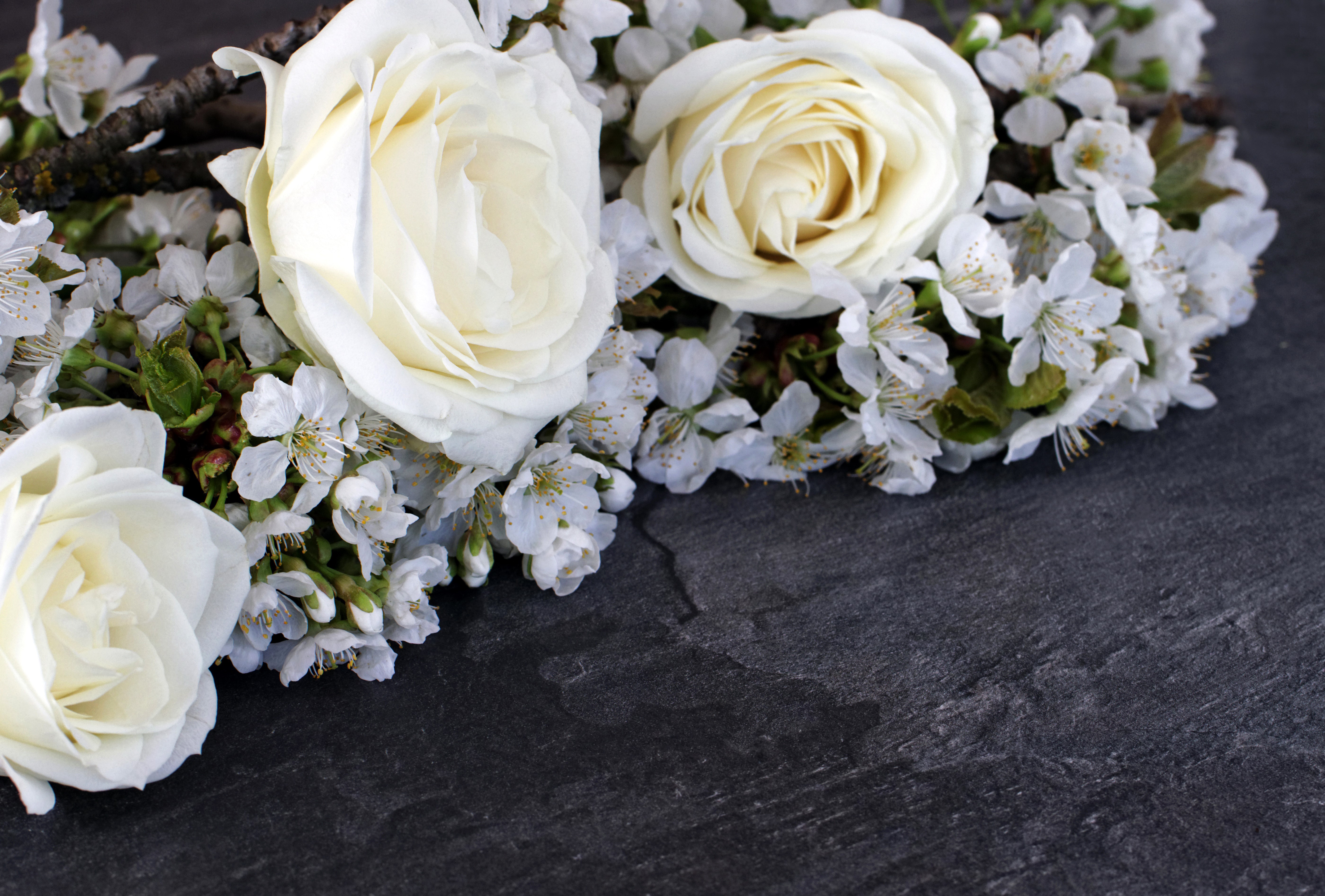 Three white roses with cherry blossoms HD Wallpaper