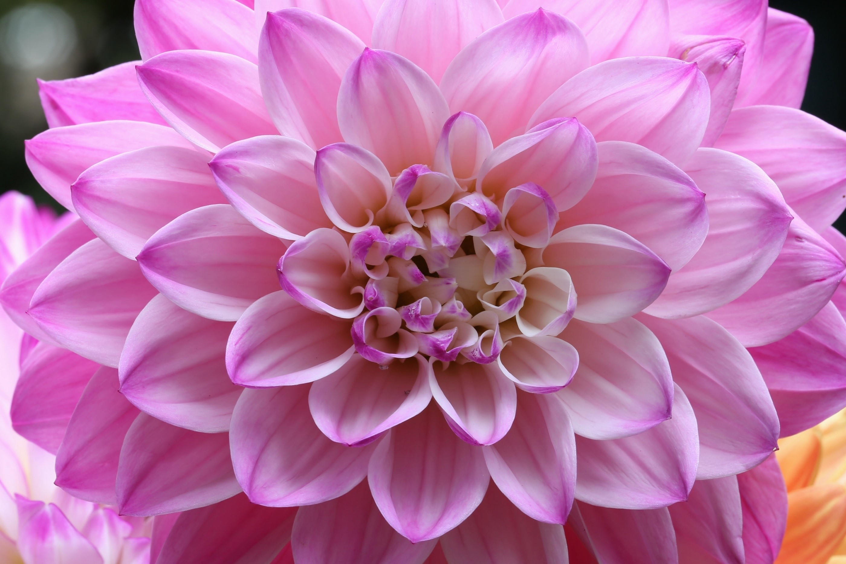 Pink Dahlia Flower Closeup HD Wallpaper