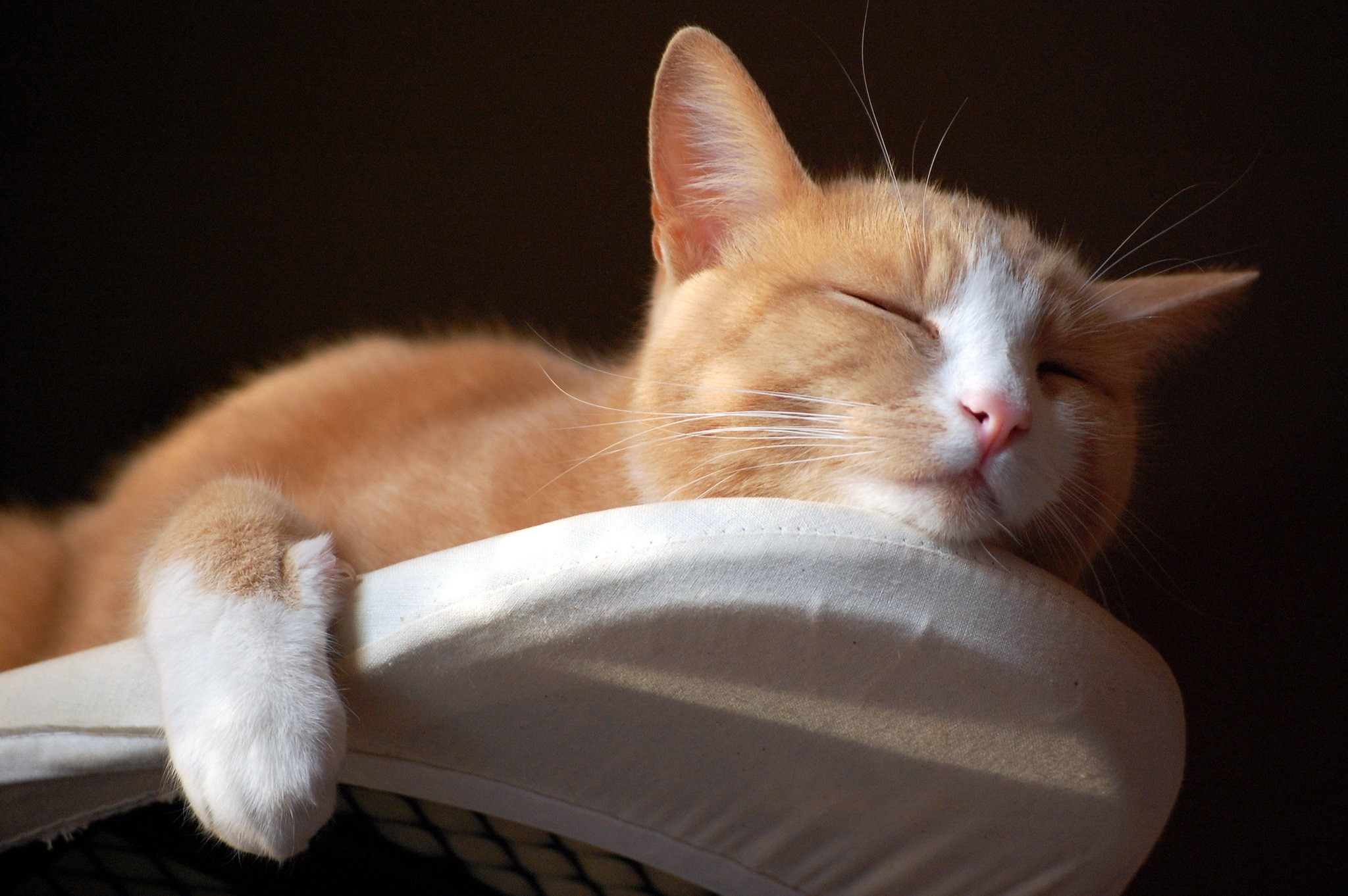 Orange cat sleeping on a white surface HD Wallpaper