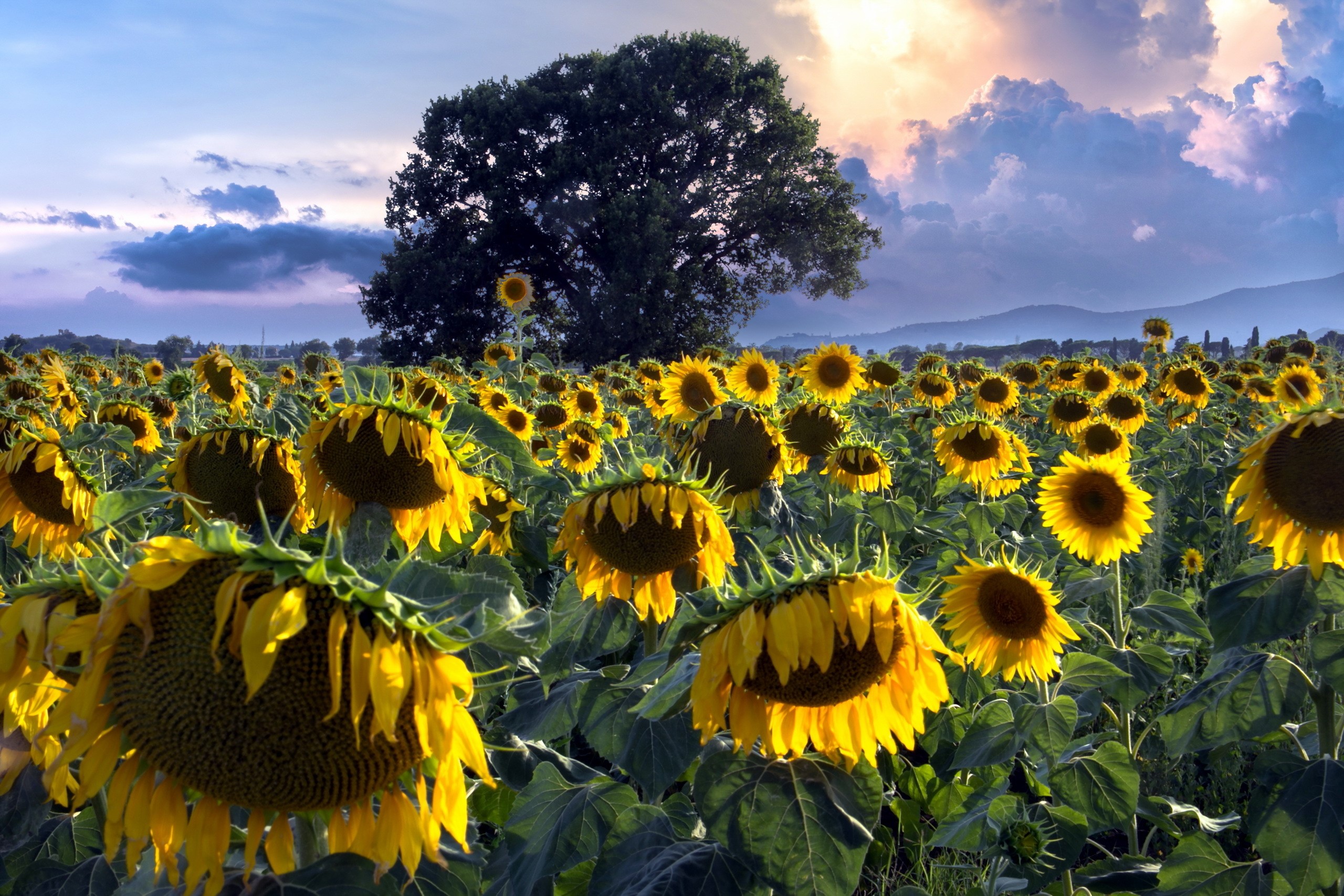 Field of Sunflowers with a Large Tree and Clouds HD Wallpaper