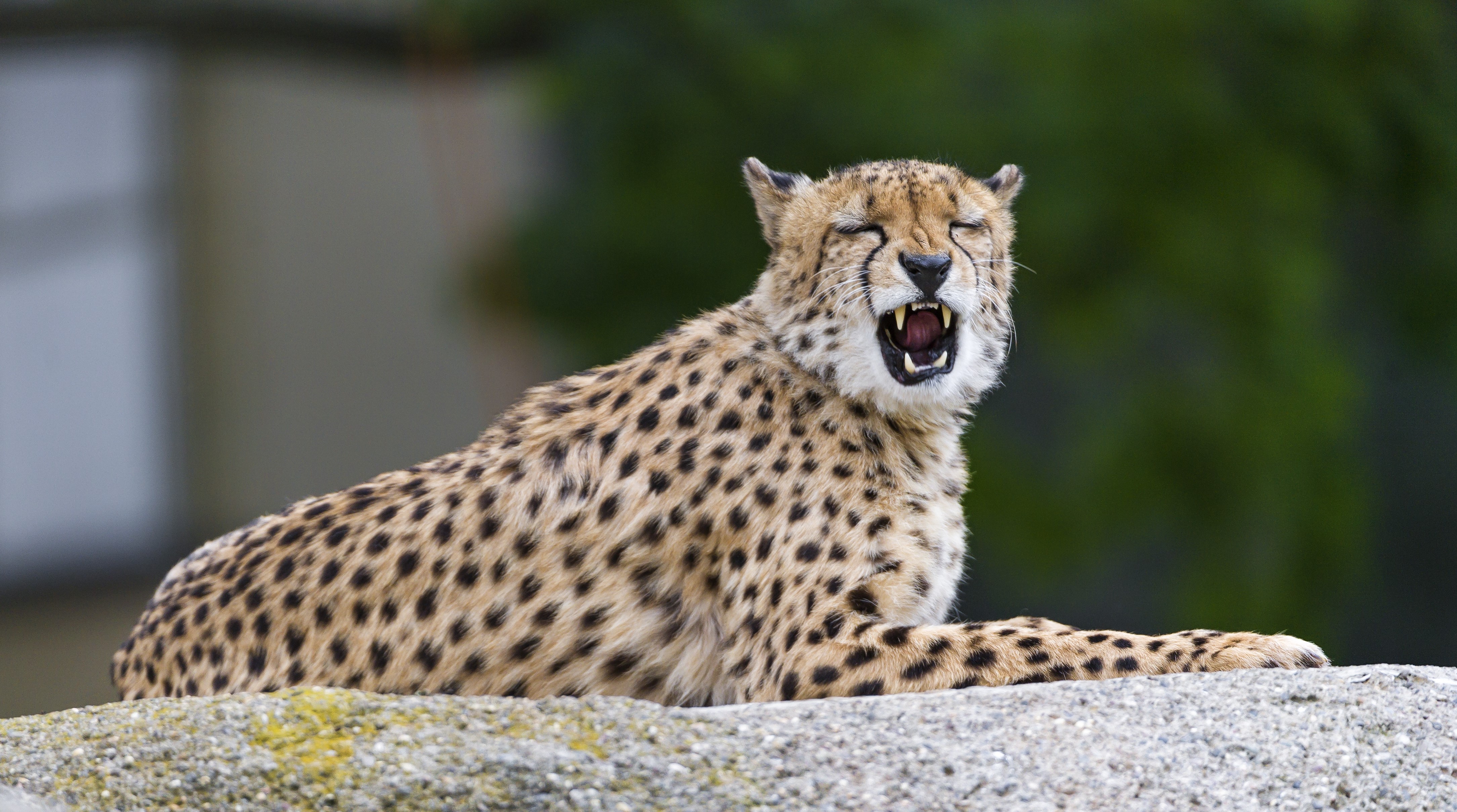 Cheetah Roaring on a Rock HD Wallpaper