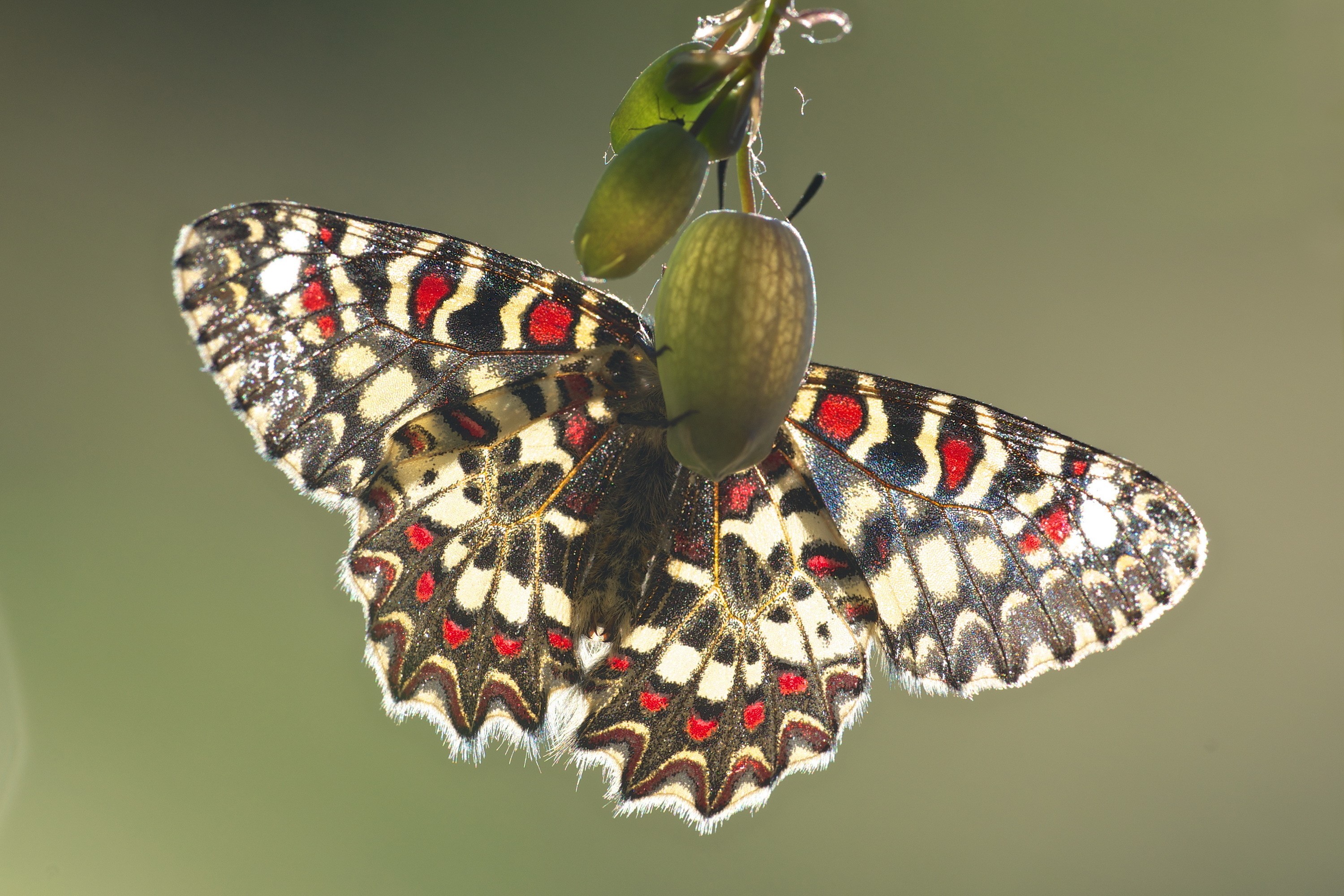 Butterfly on a plant HD Wallpaper
