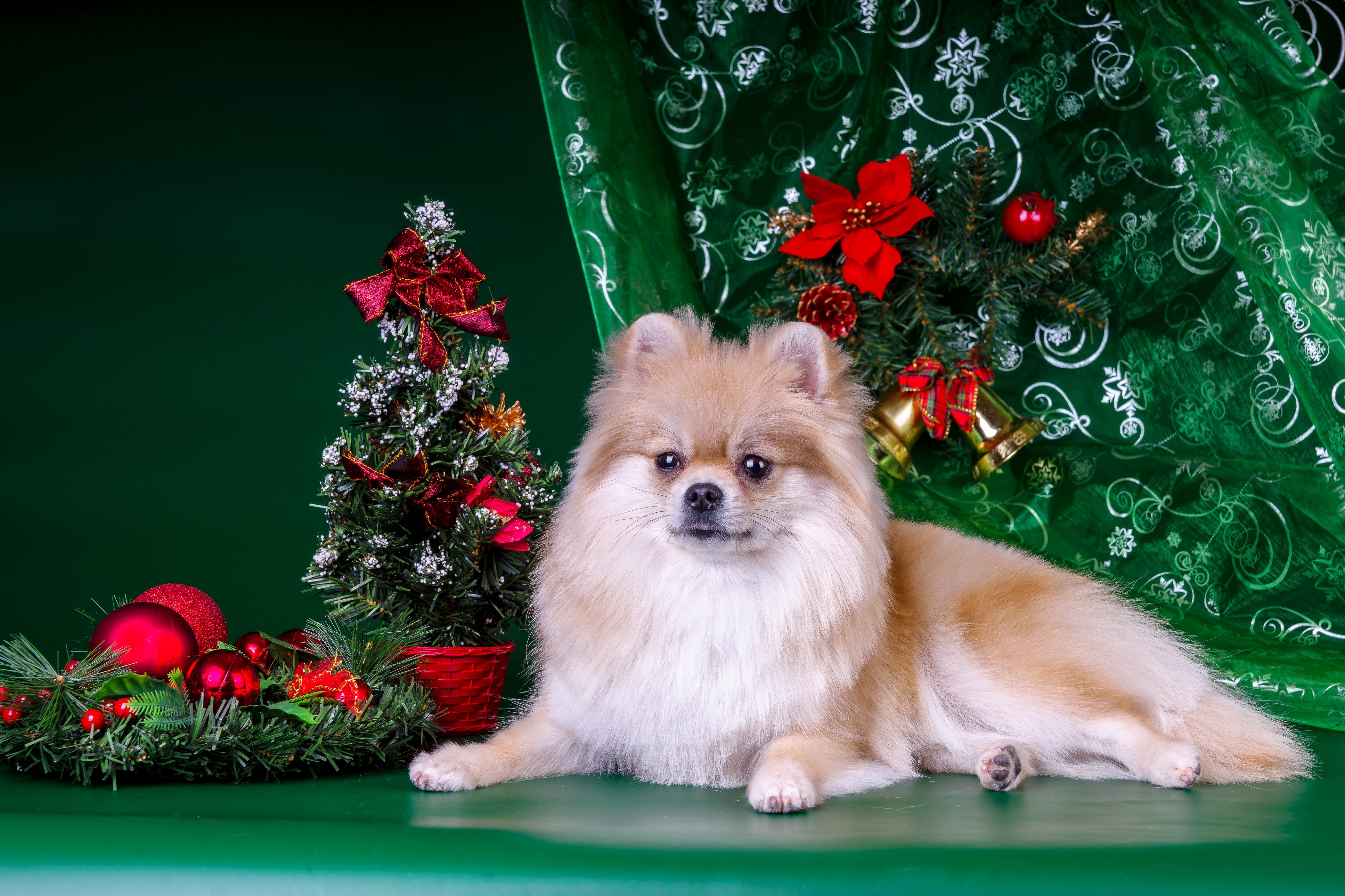 Pomeranian Dog with Christmas Decorations HD Wallpaper