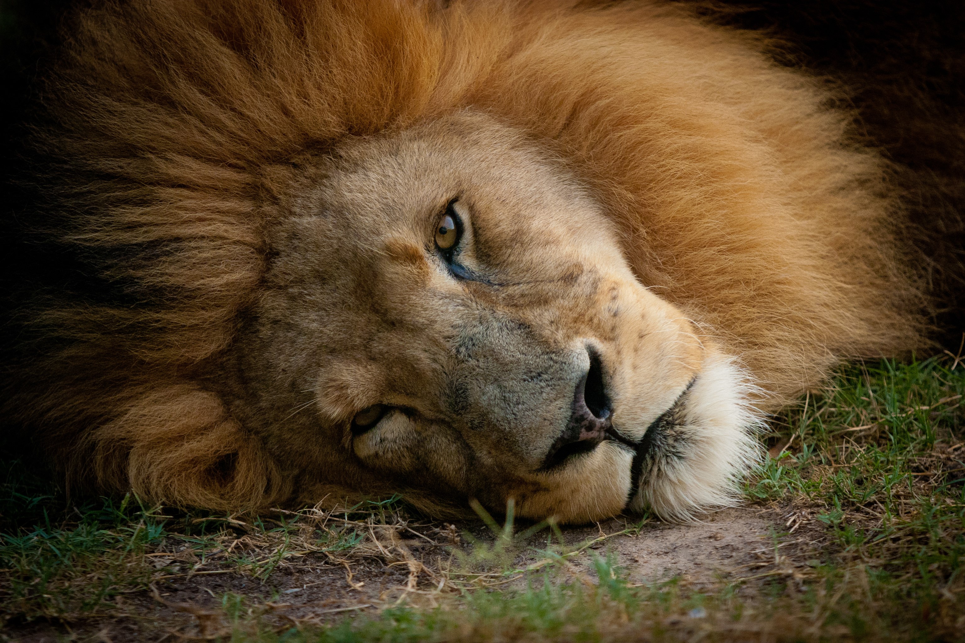 Close-up of a lion's face resting on grass HD Wallpaper