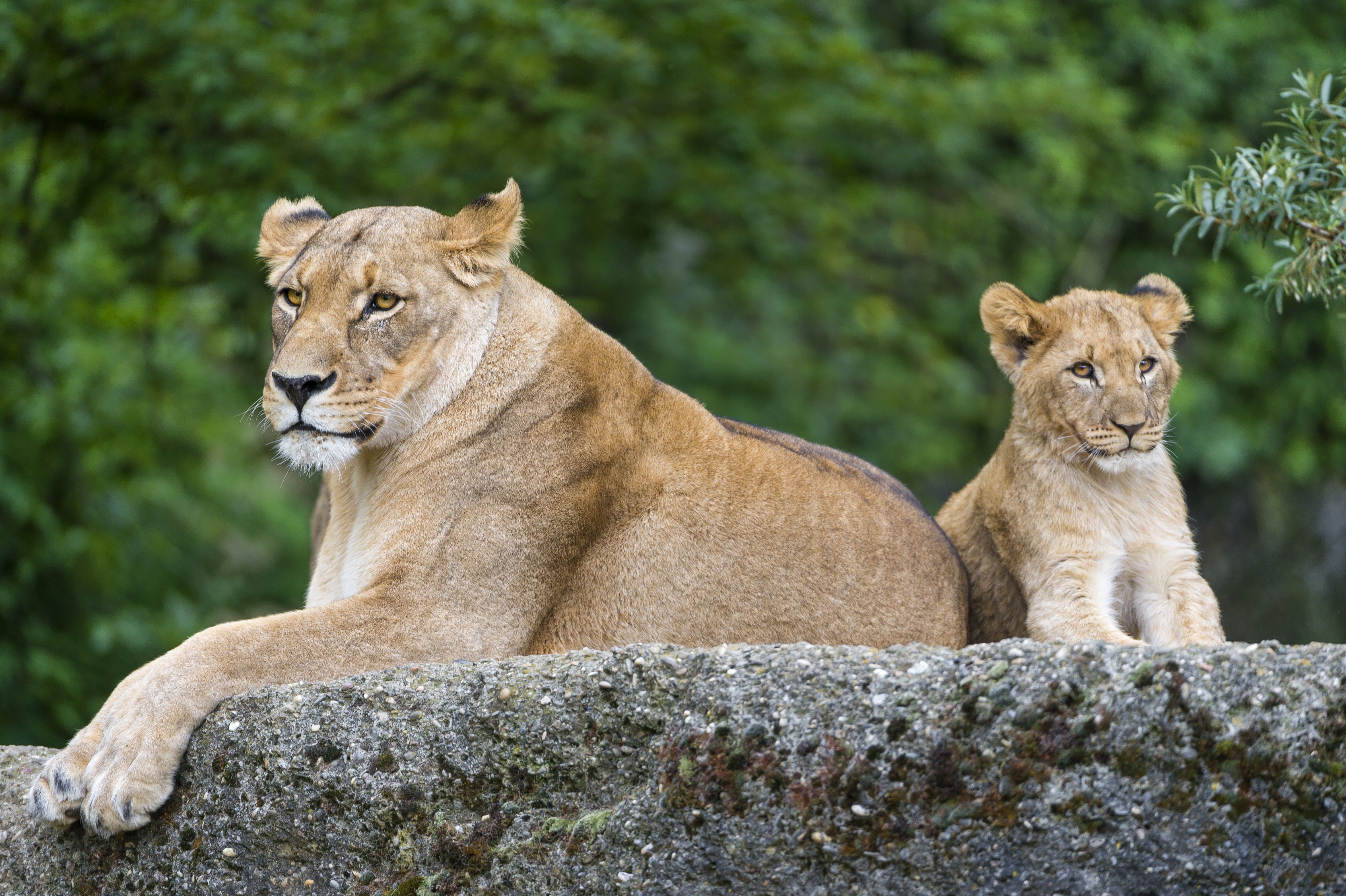 Lioness and cub resting on a rock HD Wallpaper