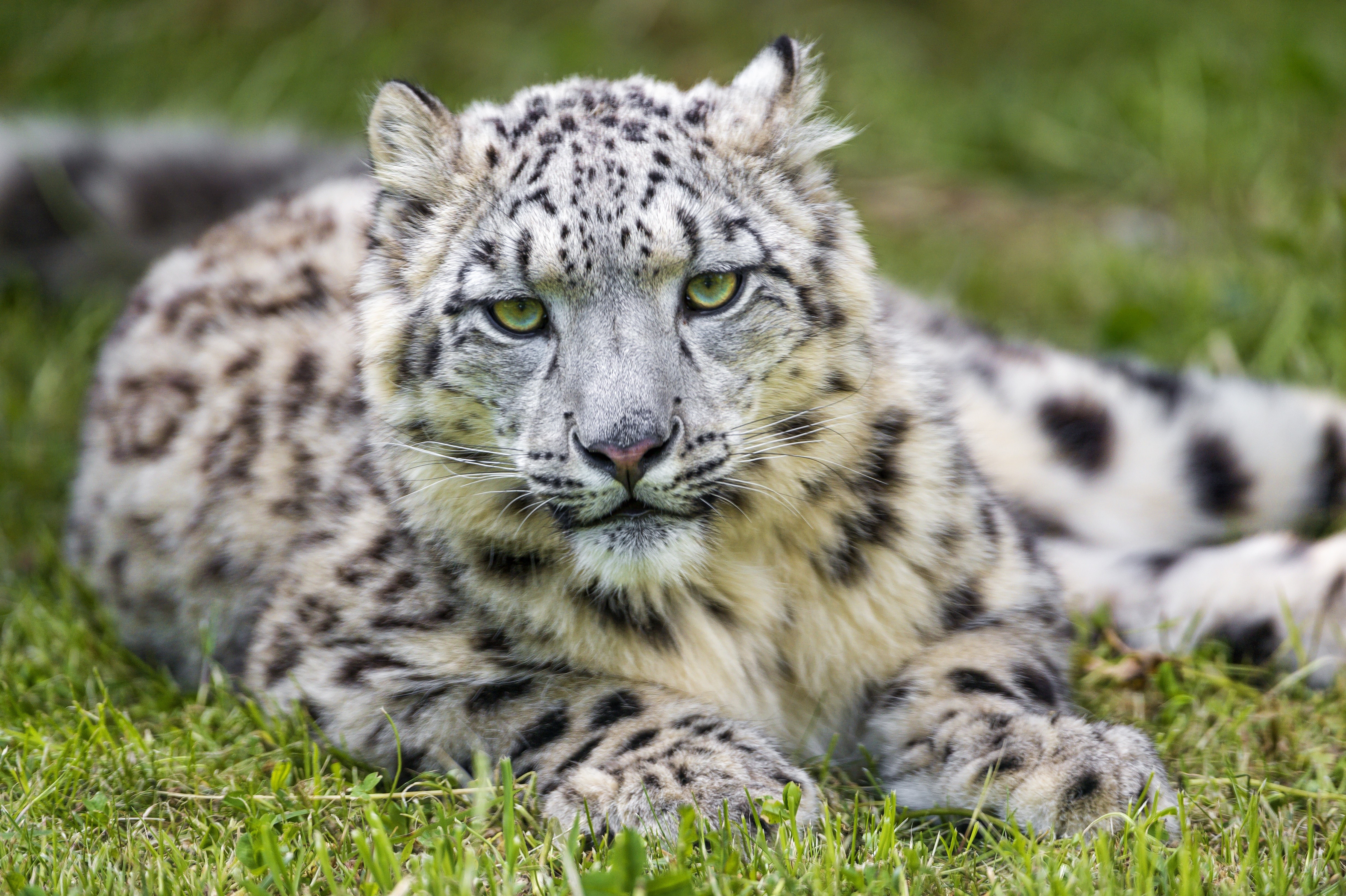 Snow leopard lying on grass HD Wallpaper