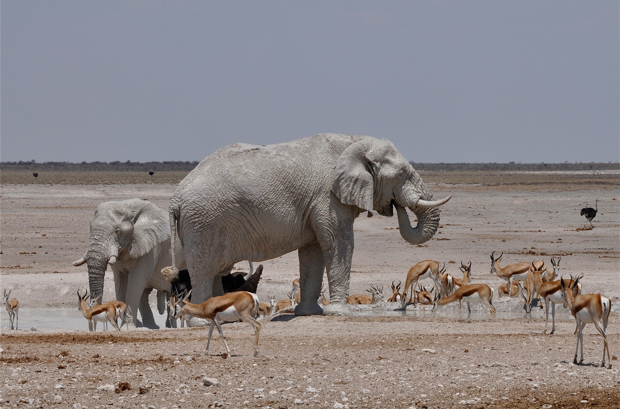 Two white elephants and antelopes at a watering hole HD Wallpaper