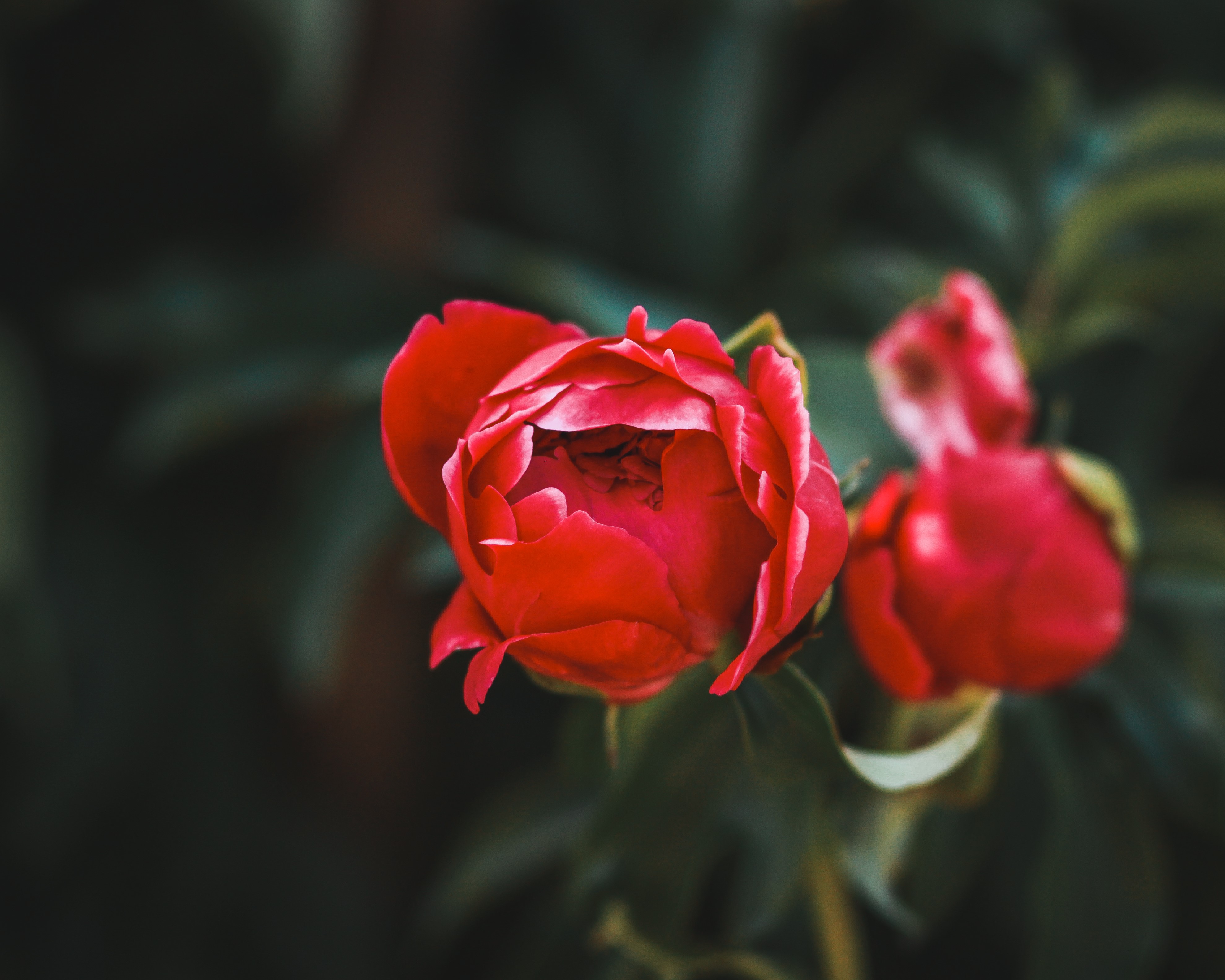 Red Roses HD Wallpaper