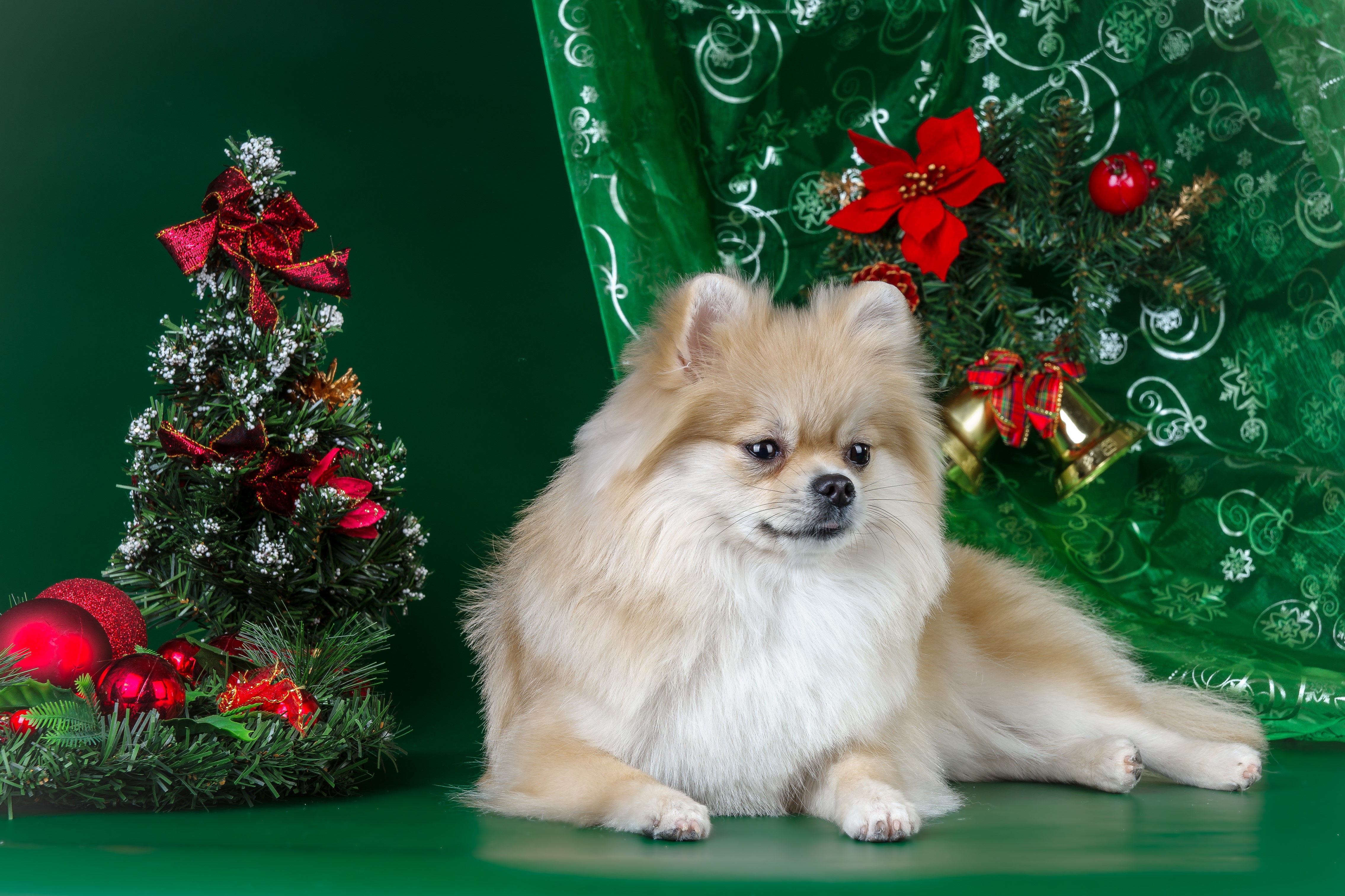 Pomeranian Dog with Christmas Decorations HD Wallpaper