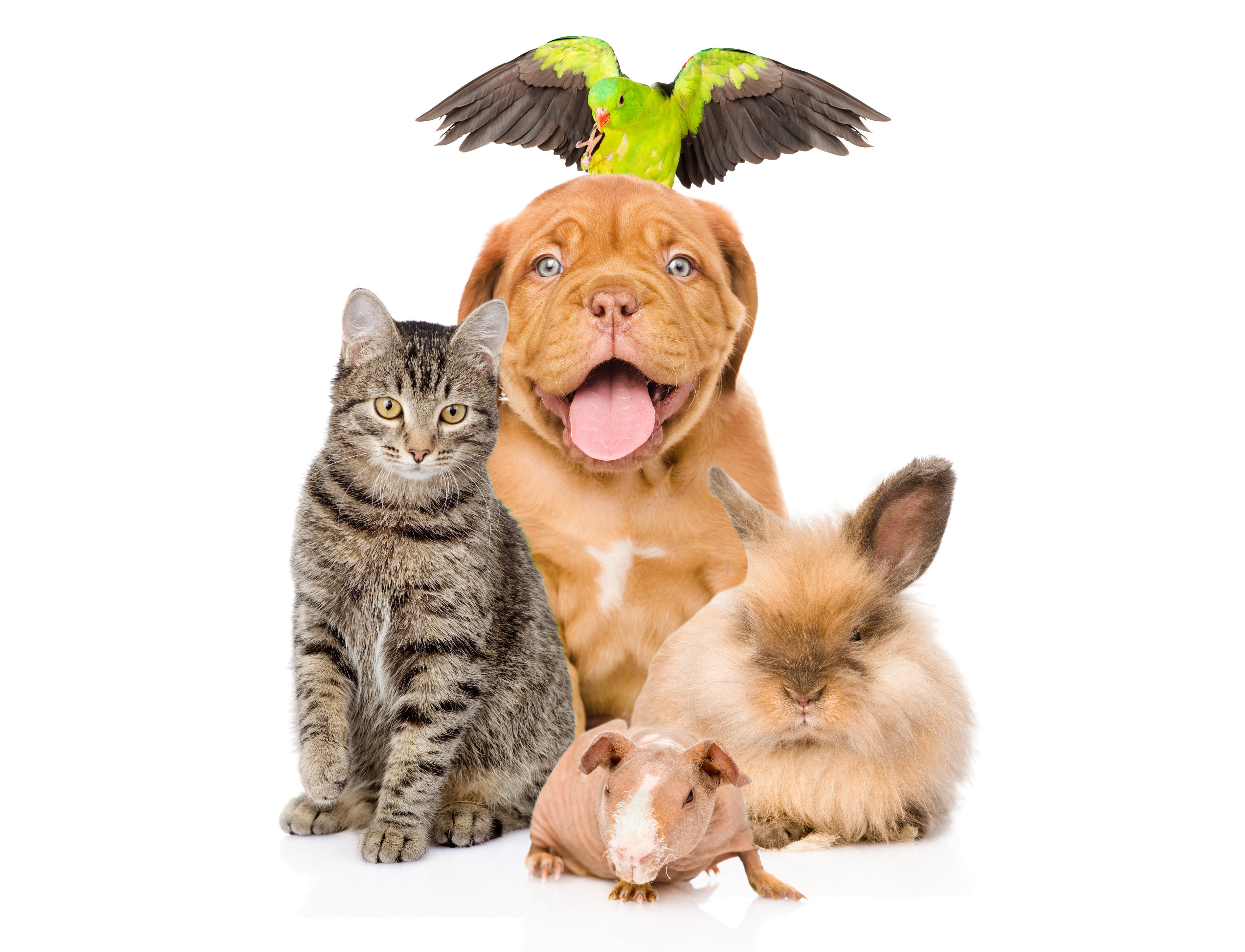 Group of pets including a dog, cat, rabbit, guinea pig, and parrot HD Wallpaper