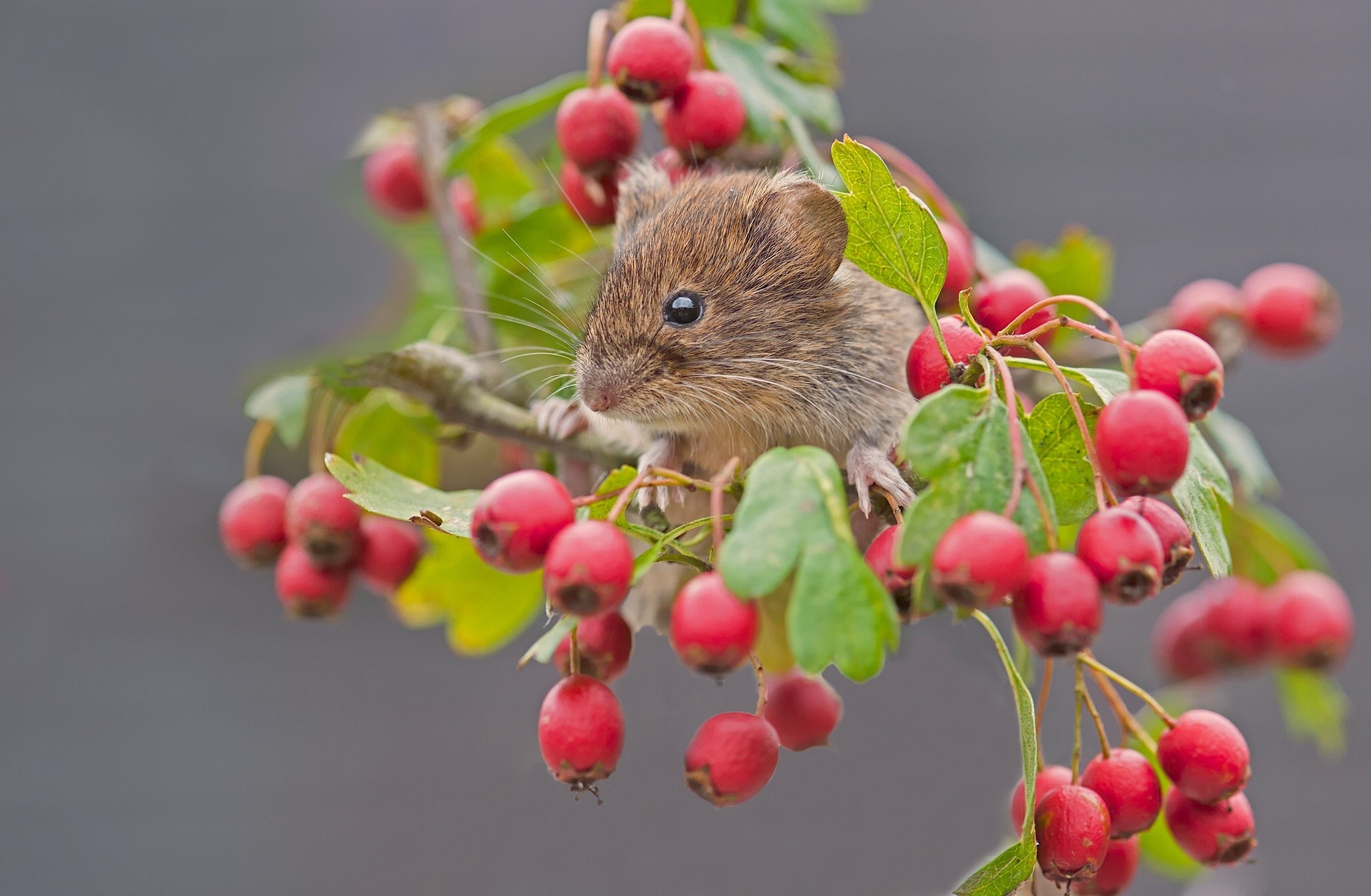 Mouse on a branch with red berries HD Wallpaper