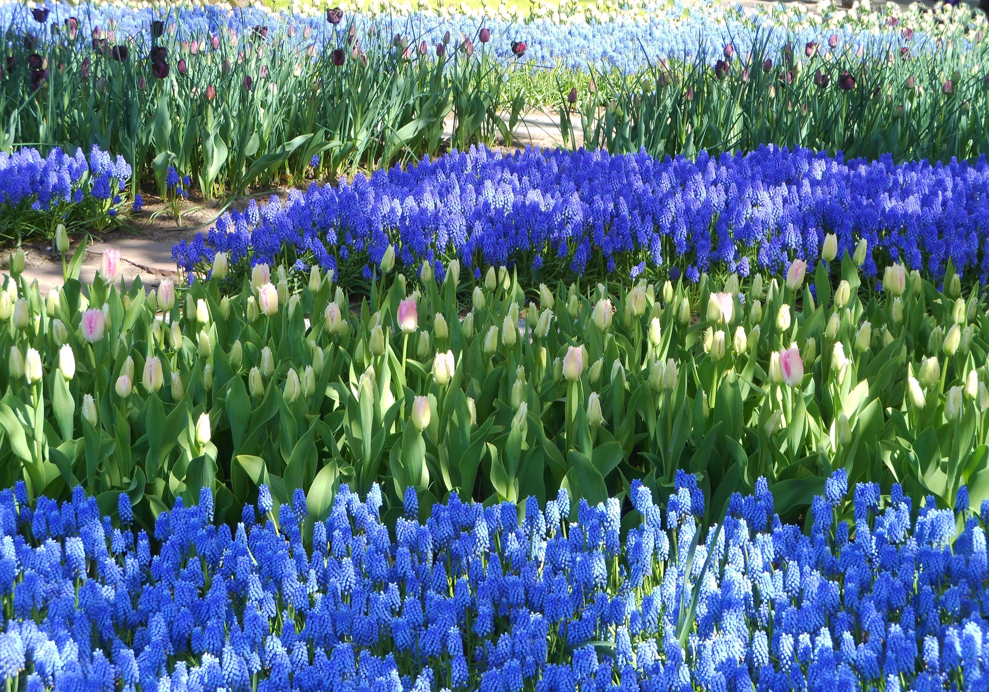 Rows of Blue Muscari and Pink and White Tulips in Keukenhof HD Wallpaper