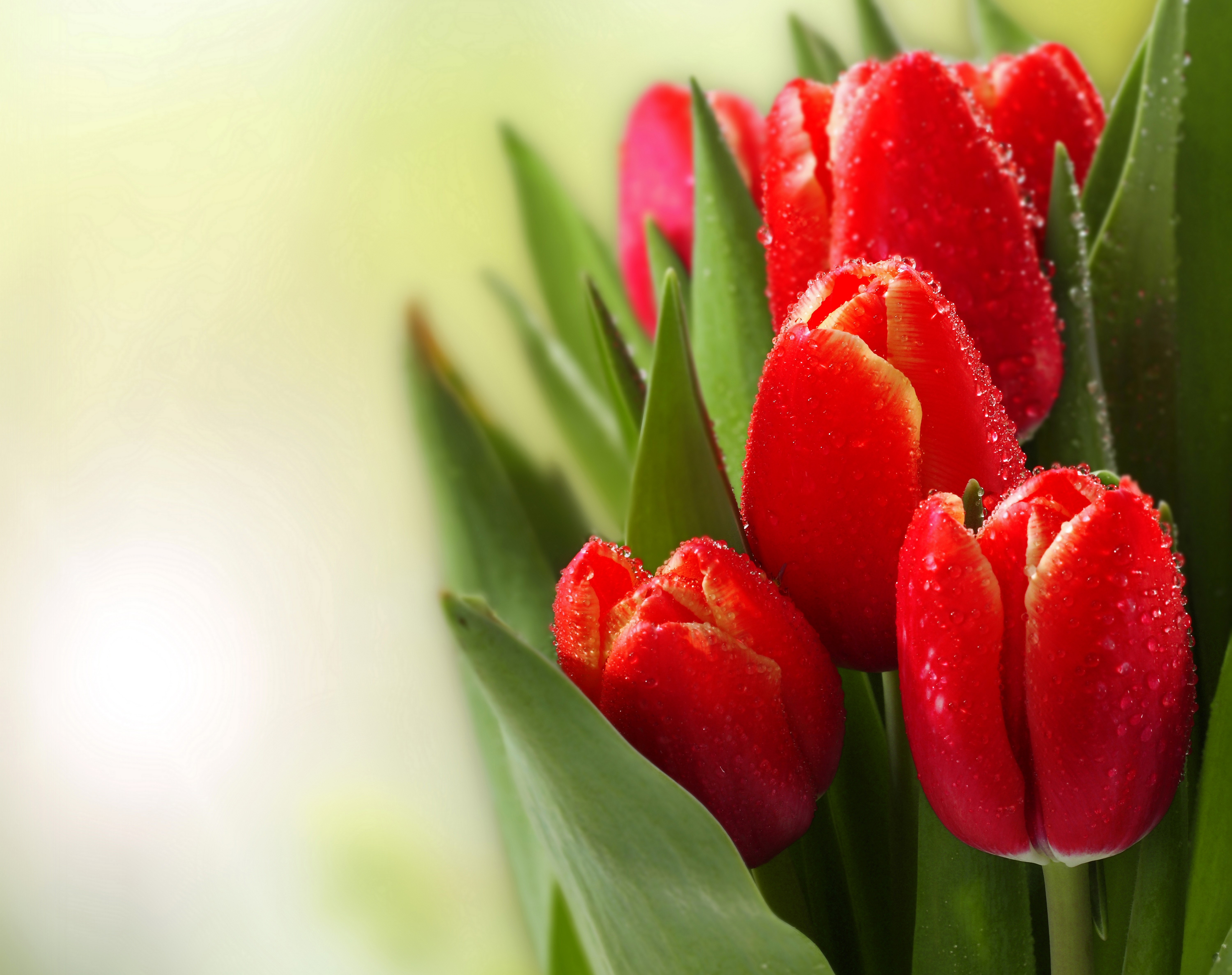 Red Tulips with Water Drops HD Wallpaper
