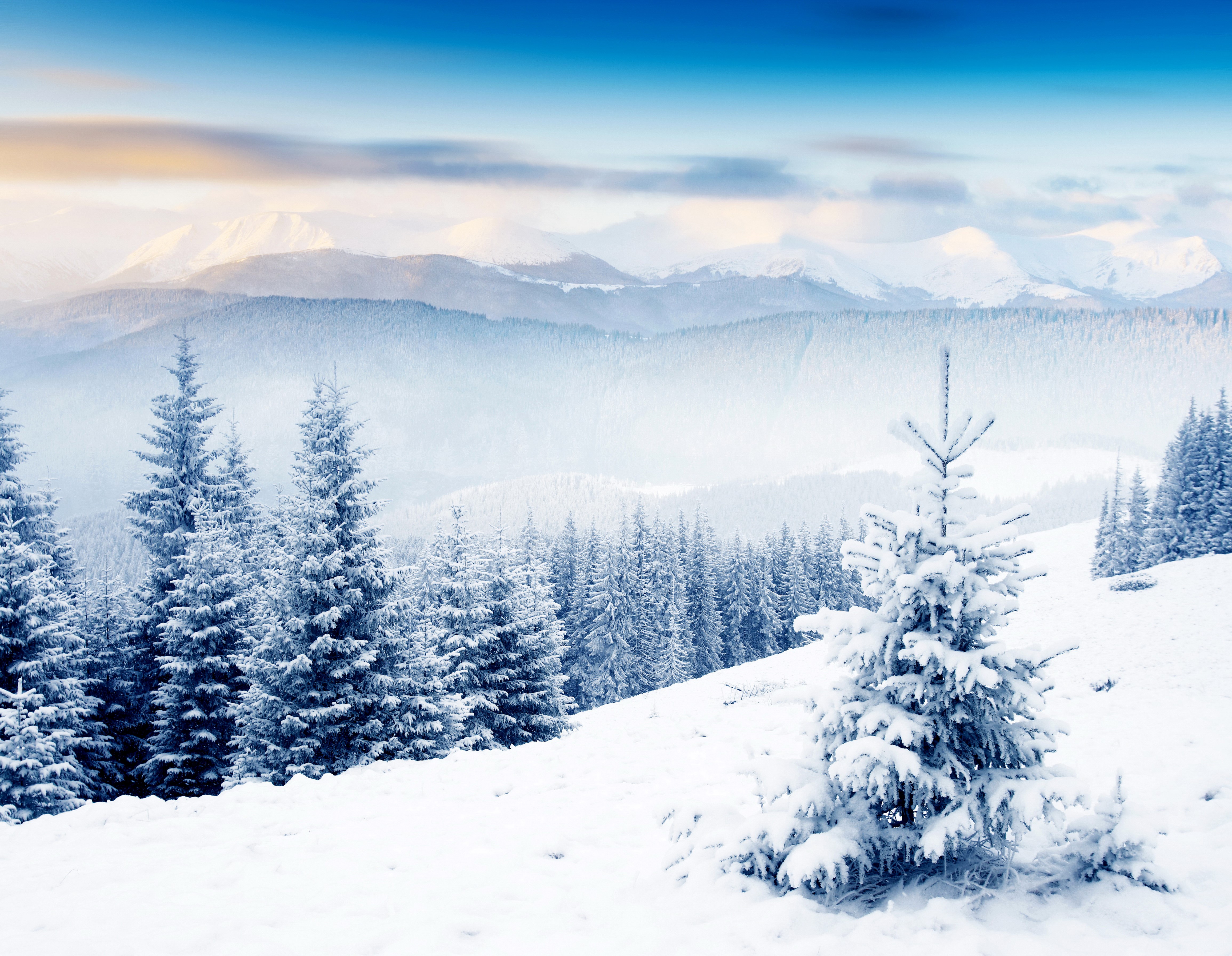 Winter Spruce Forest Scenery HD Wallpaper