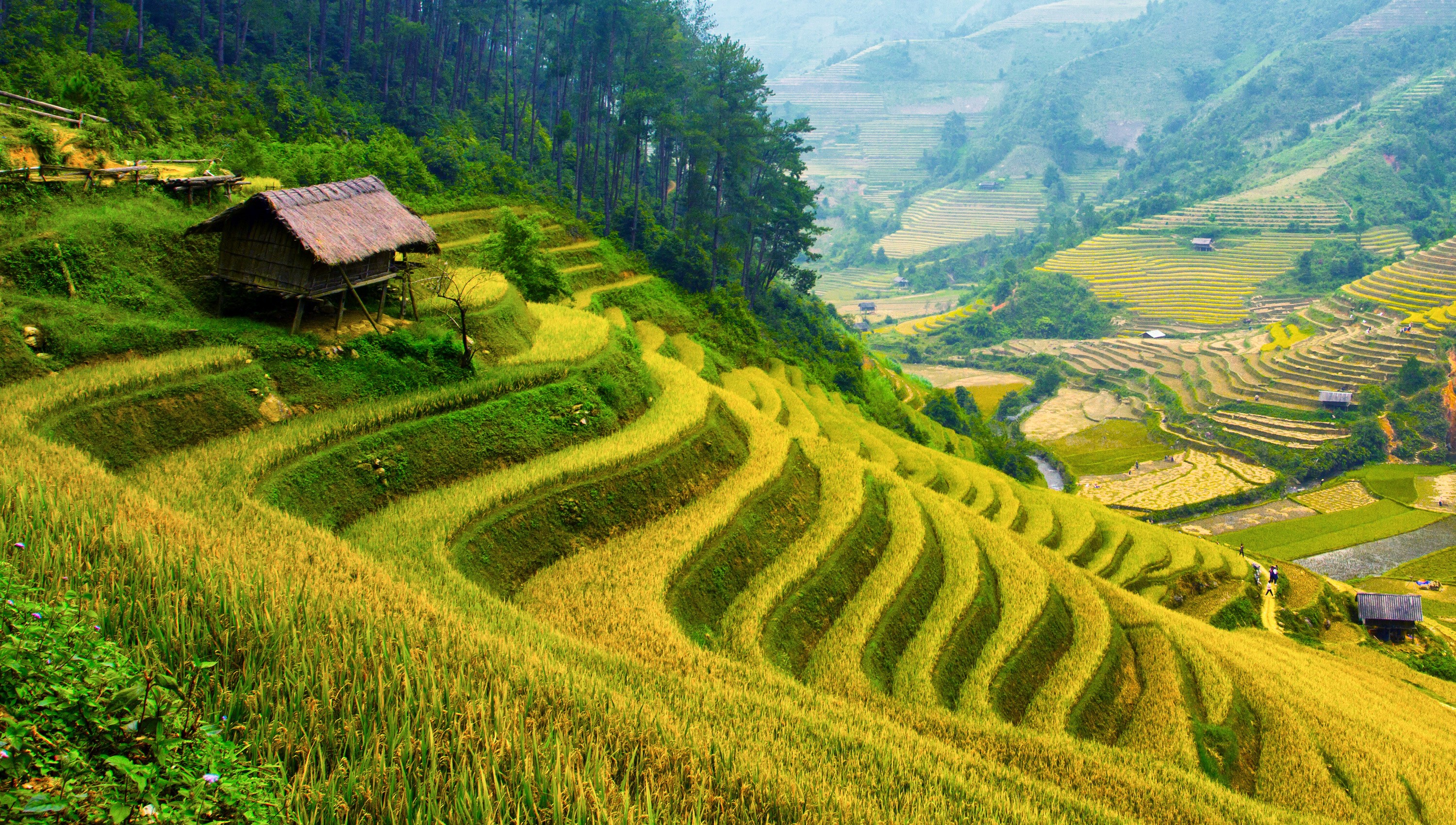 Terraced rice fields on a mountainside with a small hut HD Wallpaper