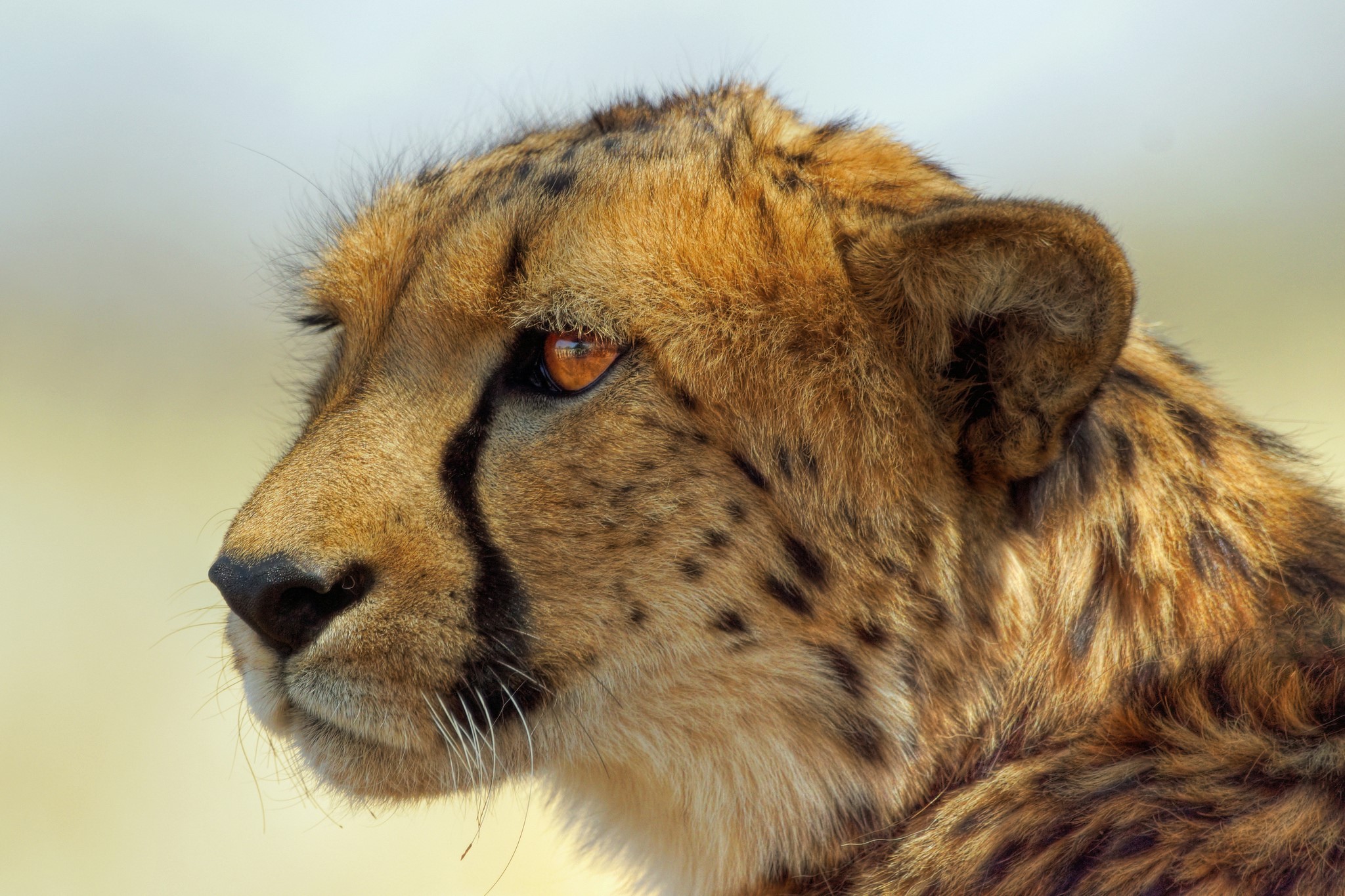 Close-up of a cheetah's head and face HD Wallpaper