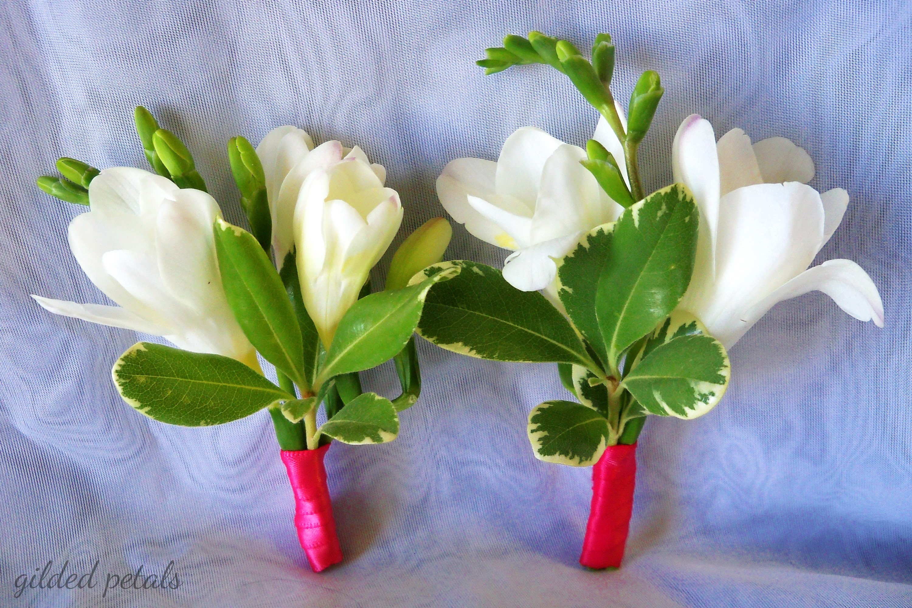 Two white freesia boutonnieres with green leaves and pink ribbon HD Wallpaper