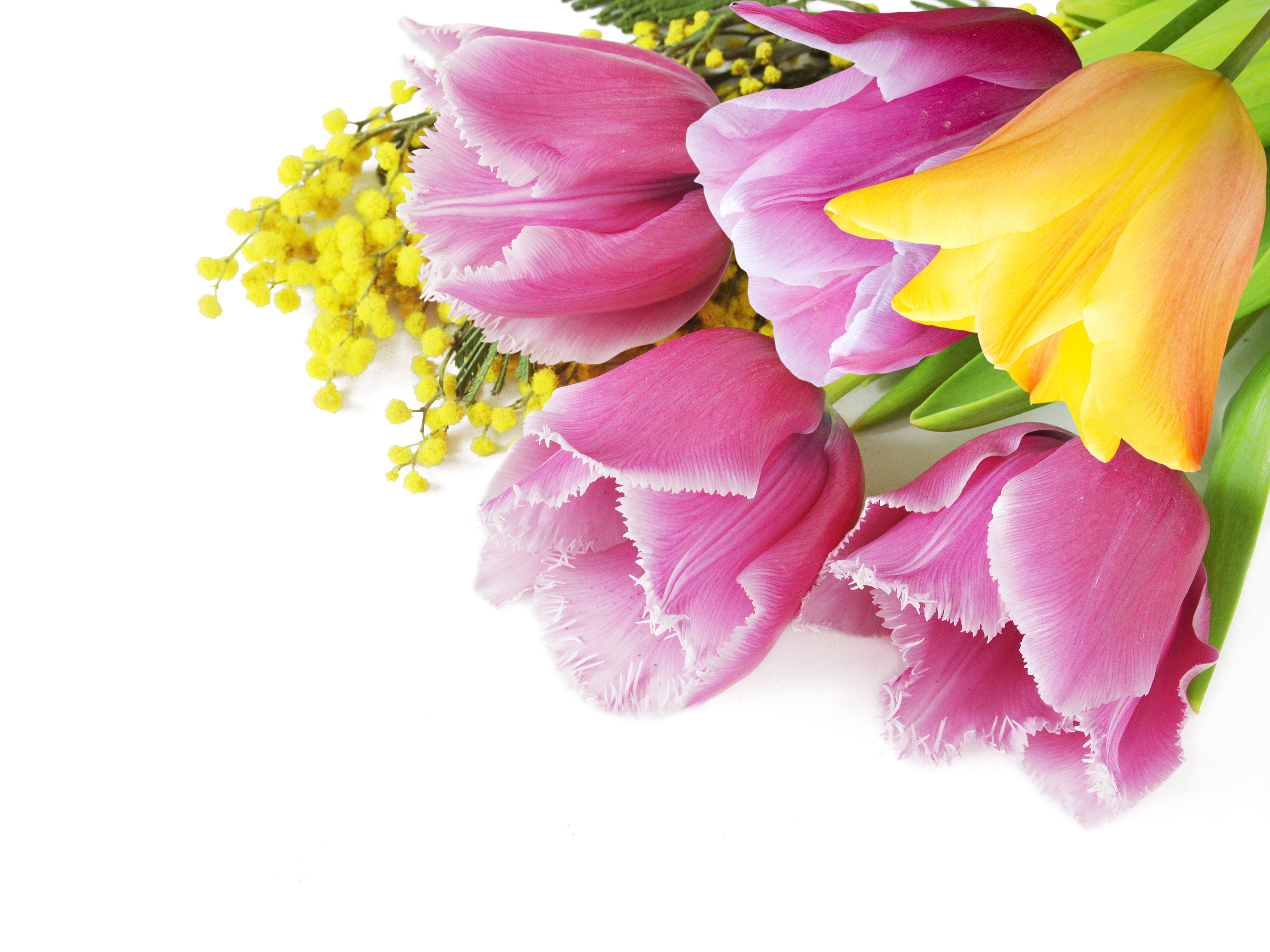 Pink and yellow tulips with mimosa flowers HD Wallpaper