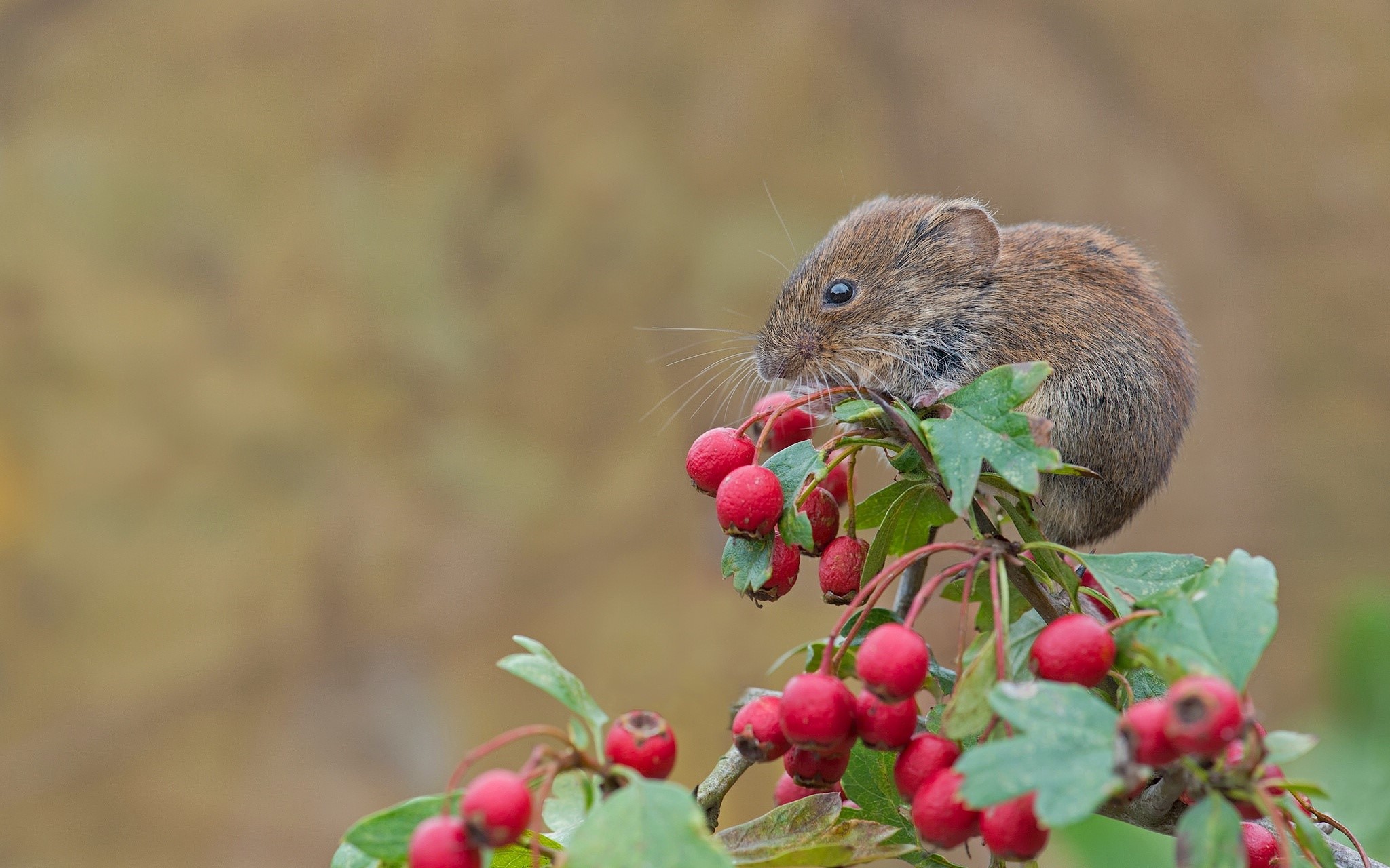 A vole eats red berries from a branch HD Wallpaper