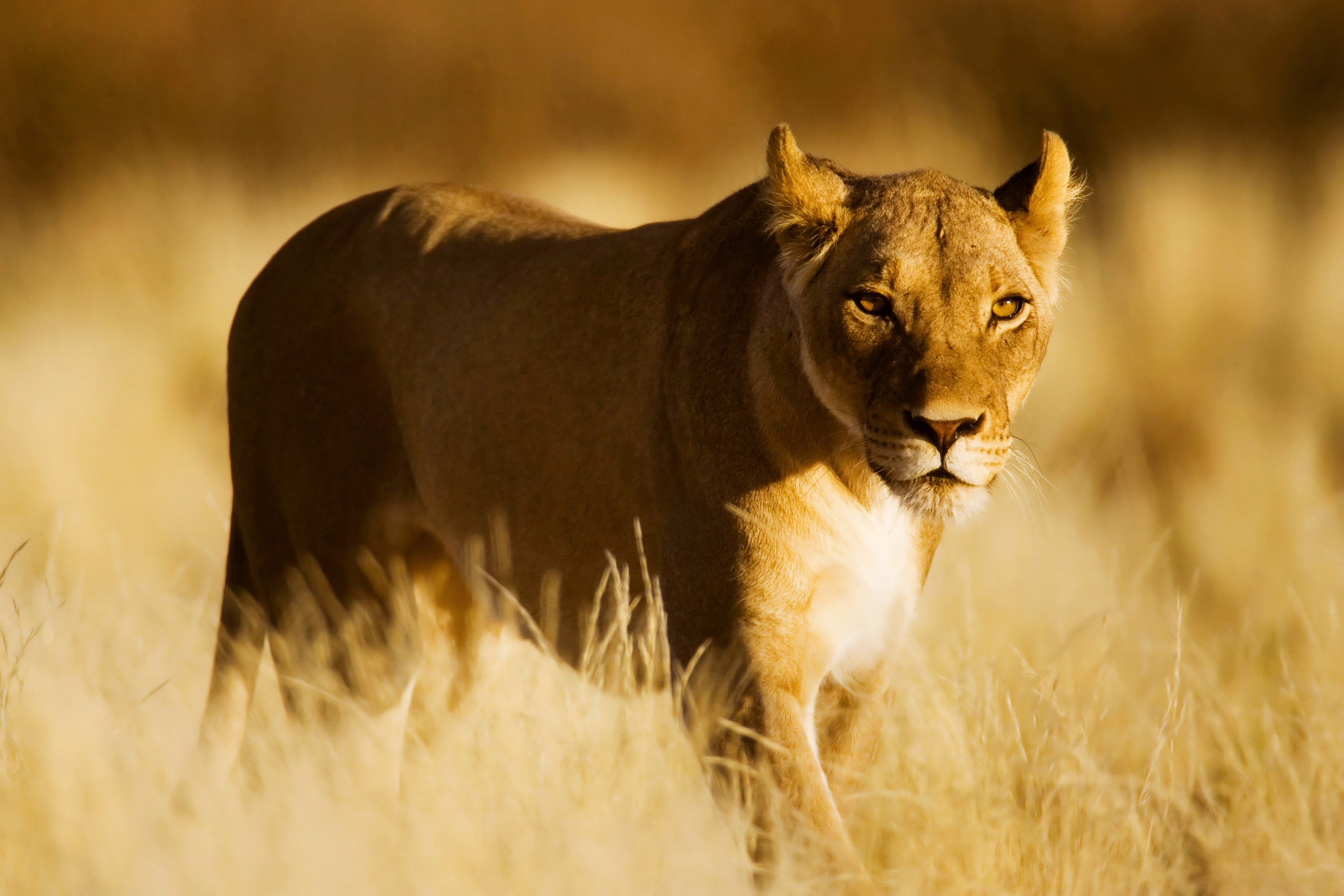 Lioness walking through tall dry grass HD Wallpaper