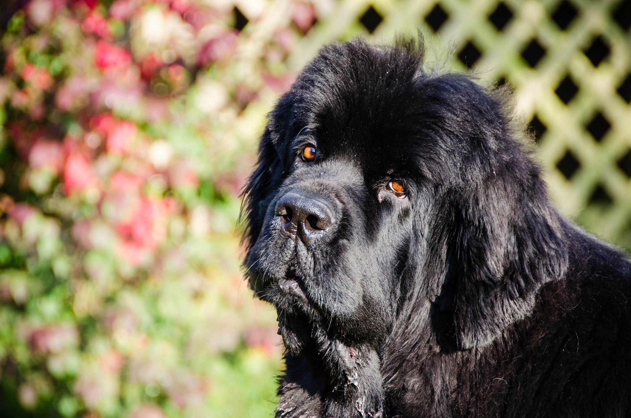Black Newfoundland dog looking to the side HD Wallpaper