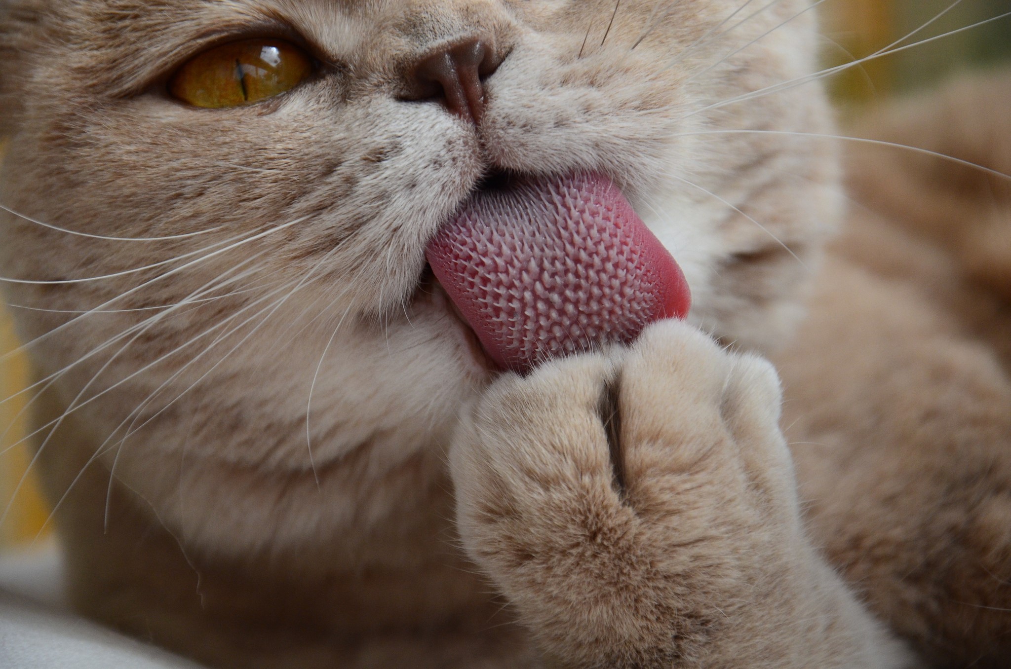 Close-up of a cat licking its paw HD Wallpaper
