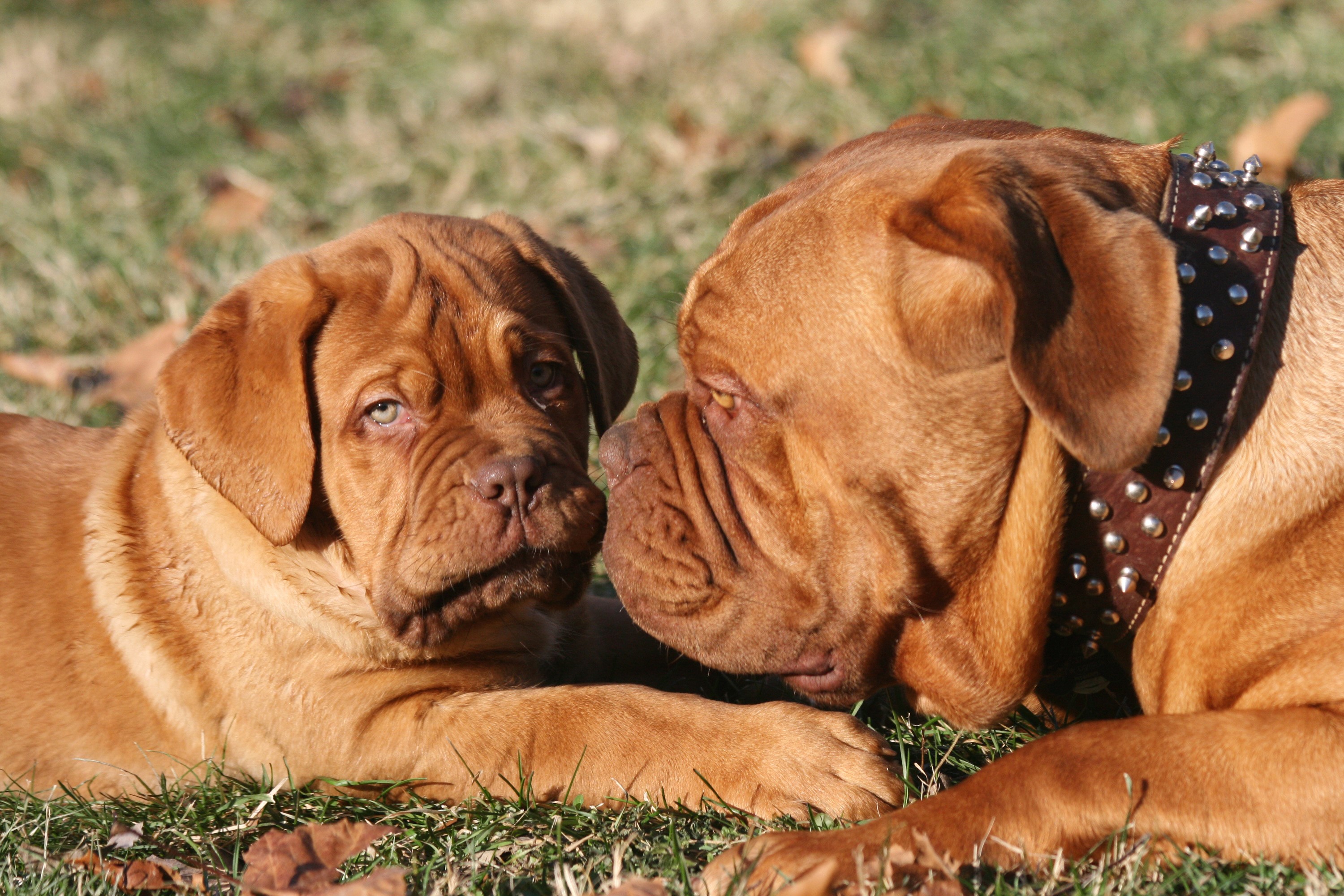 Two Dogue de Bordeaux dogs lying on grass HD Wallpaper