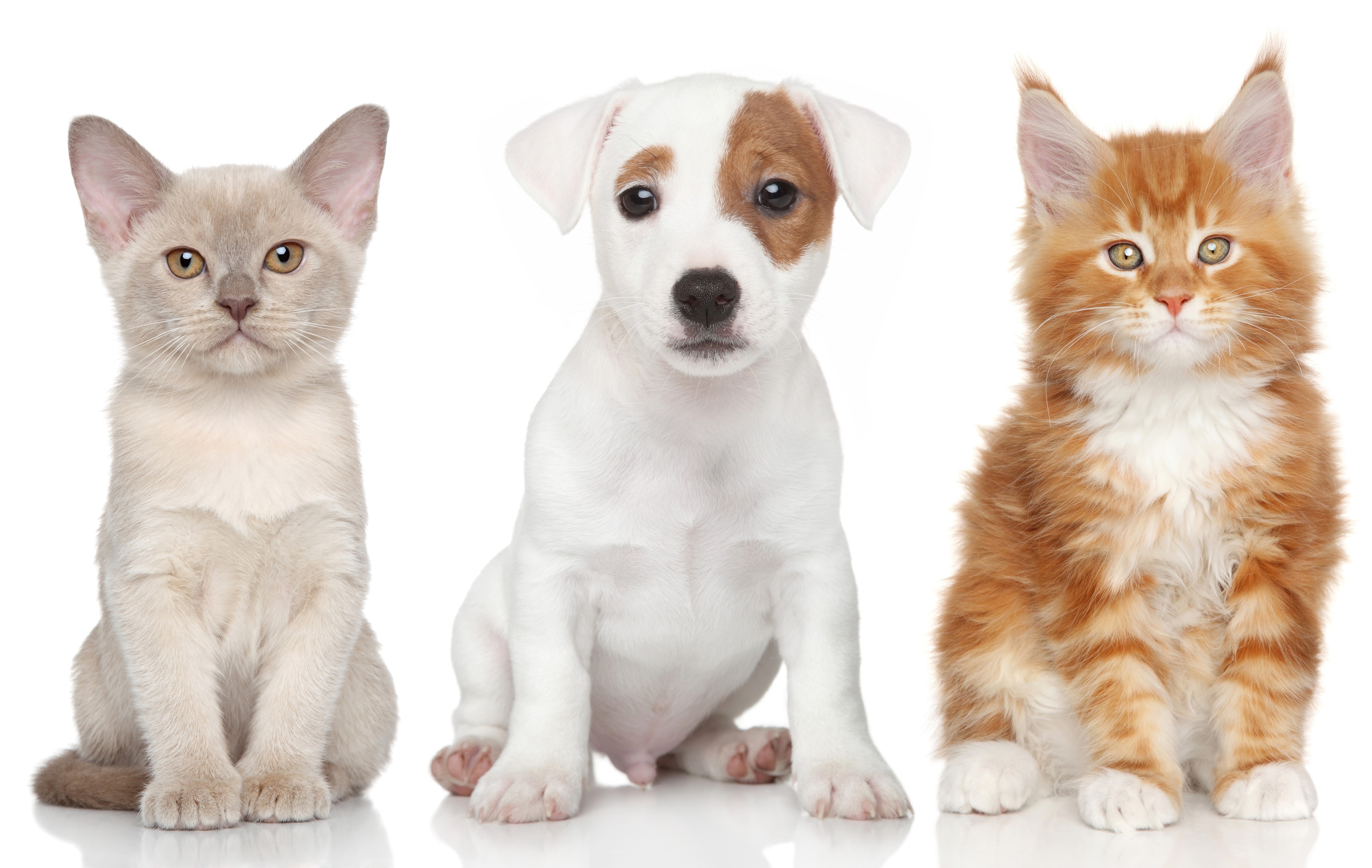 Three 3 Puppies and Kittens HD Wallpaper
