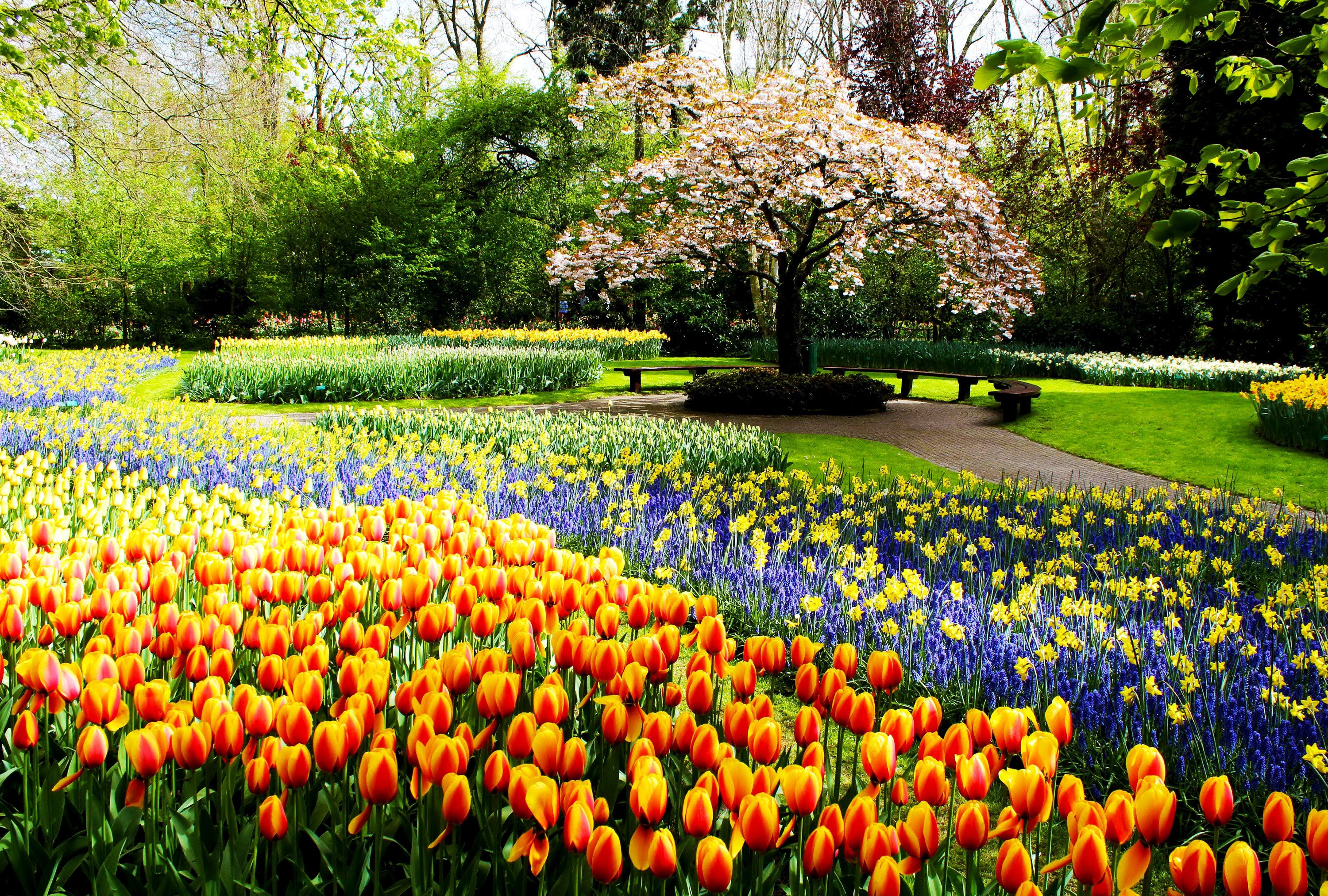 Keukenhof Gardens in the Netherlands with Tulips and Daffodils HD Wallpaper