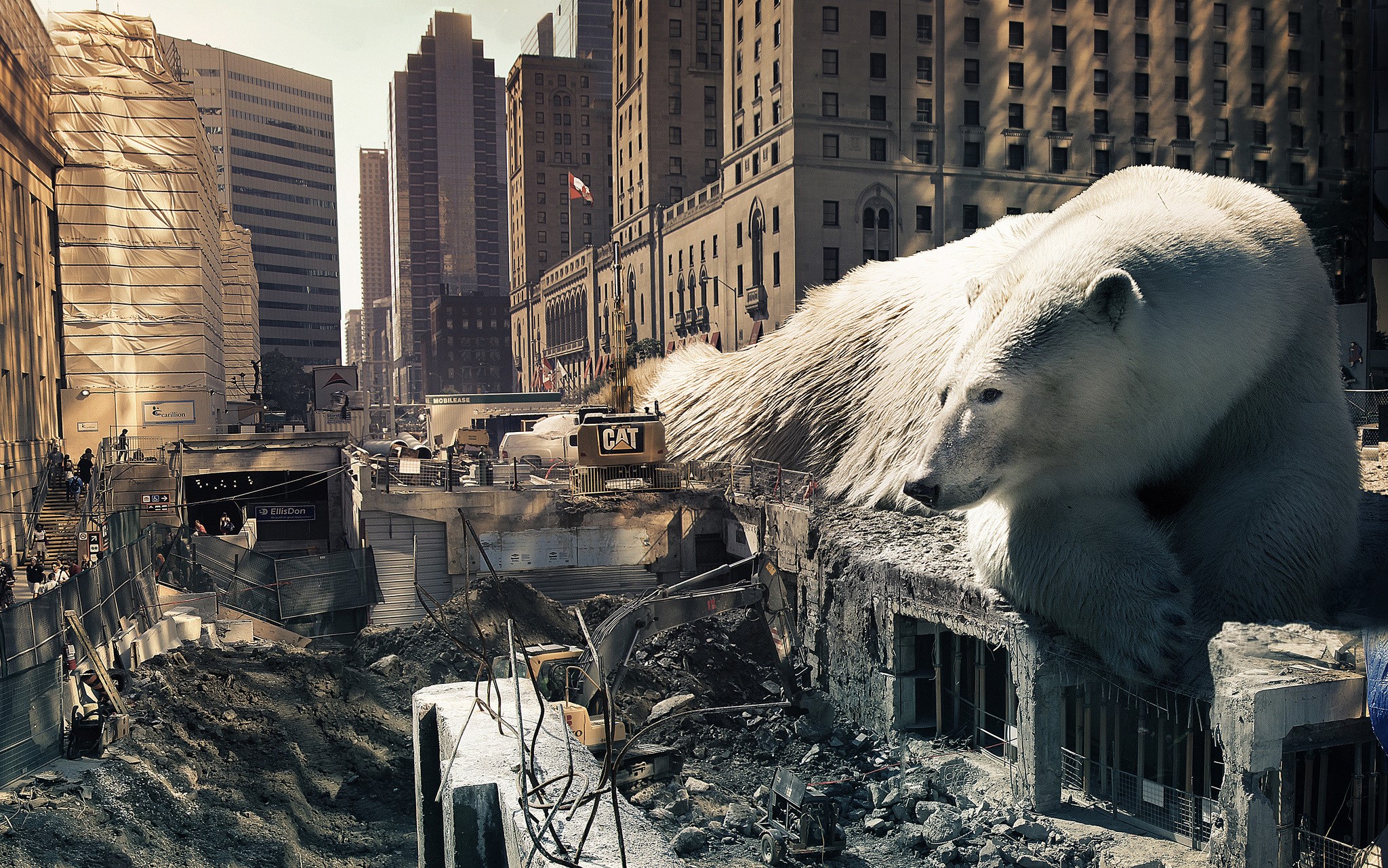 Polar bear in urban construction site with skyscrapers HD Wallpaper