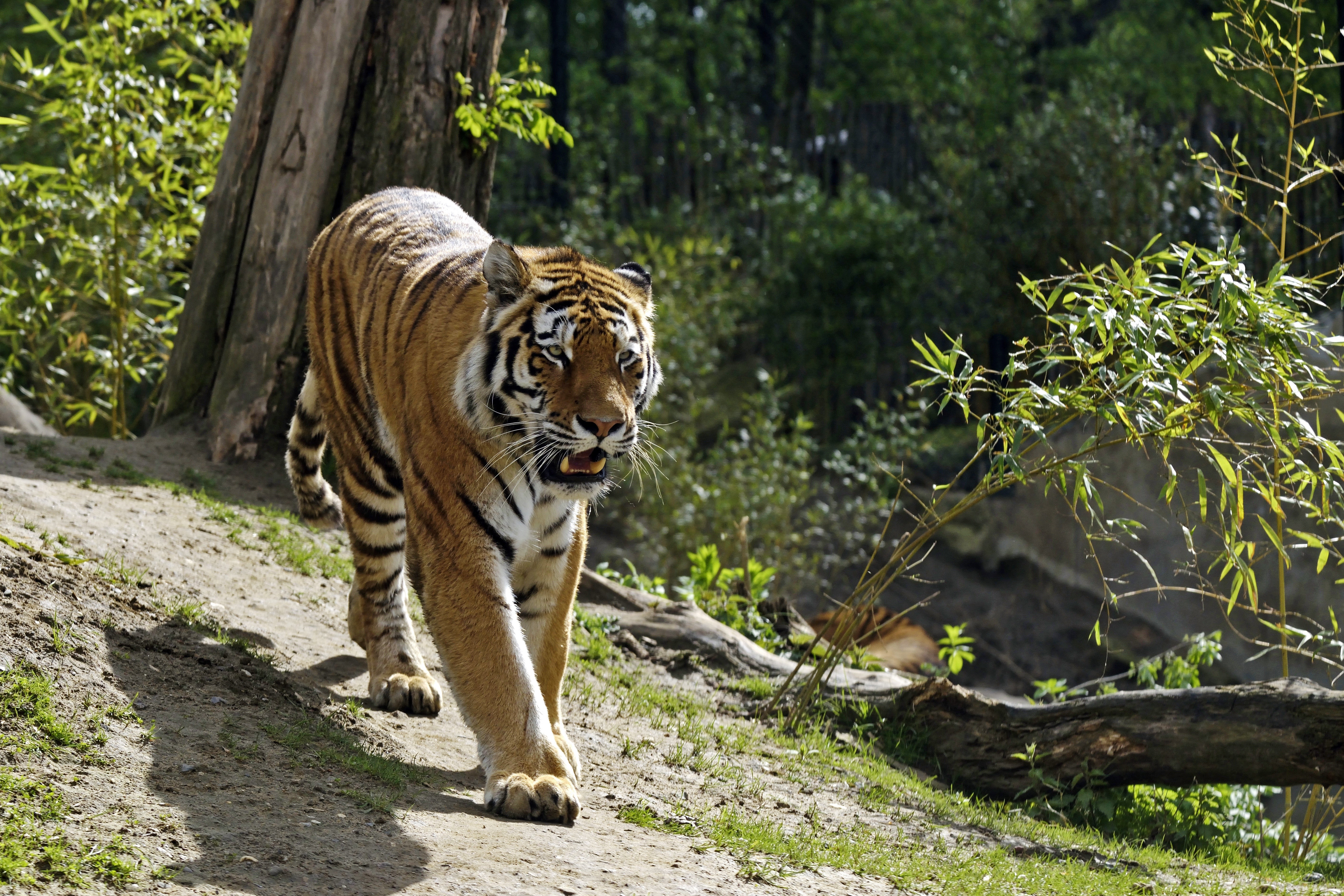 Tiger walking on a dirt path HD Wallpaper