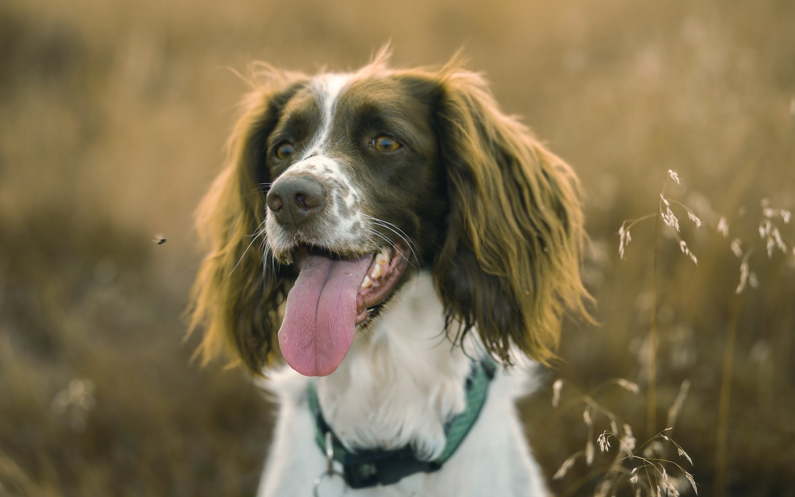 English Springer Spaniel dog with tongue out in field HD Wallpaper