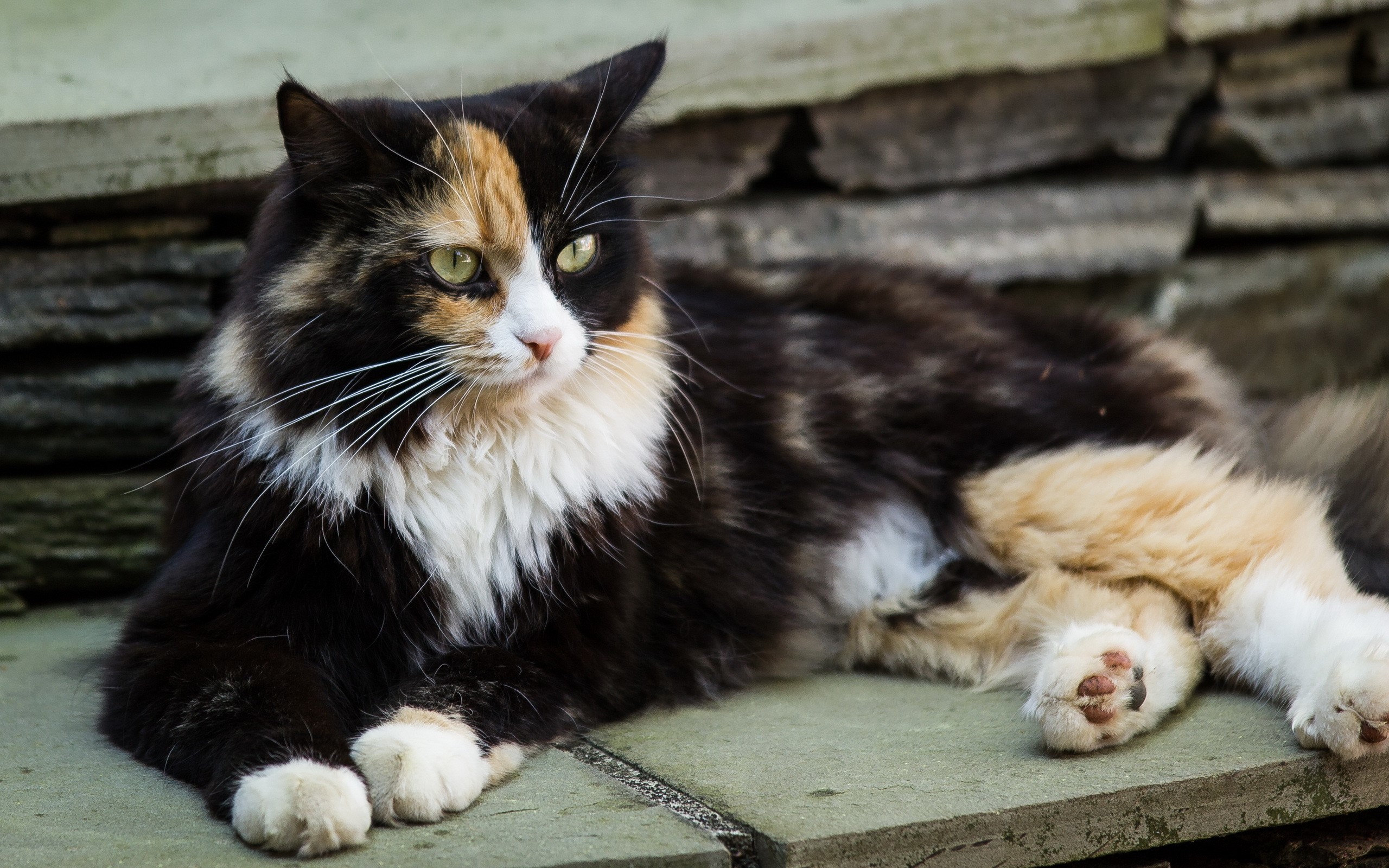 Calico cat lying on stone HD Wallpaper