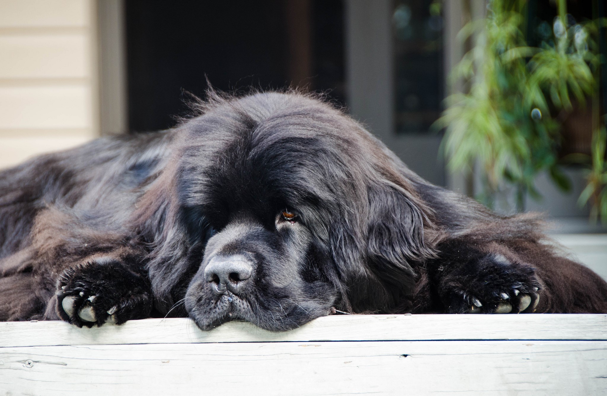 Black Newfoundland dog lying down on a porch HD Wallpaper