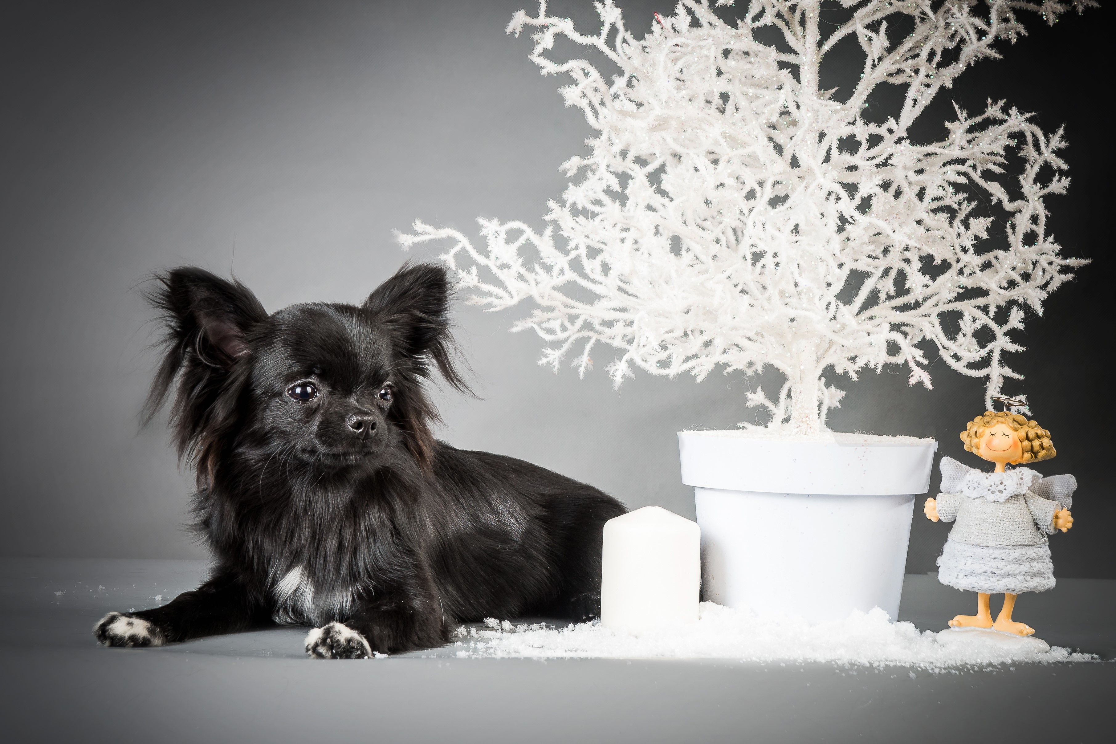 Long-haired Chihuahua with Christmas decorations HD Wallpaper
