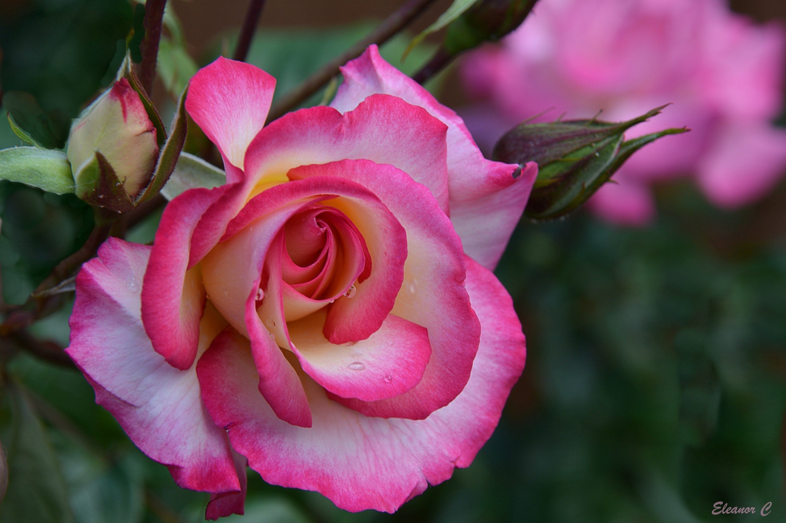 Close-up of a pink and yellow rose with buds HD Wallpaper