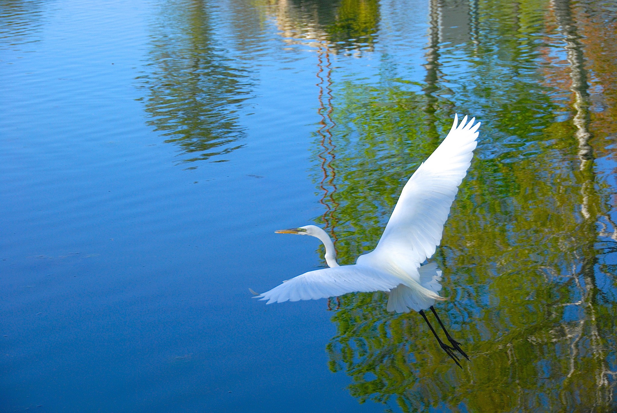 Great Egret in flight over water HD Wallpaper