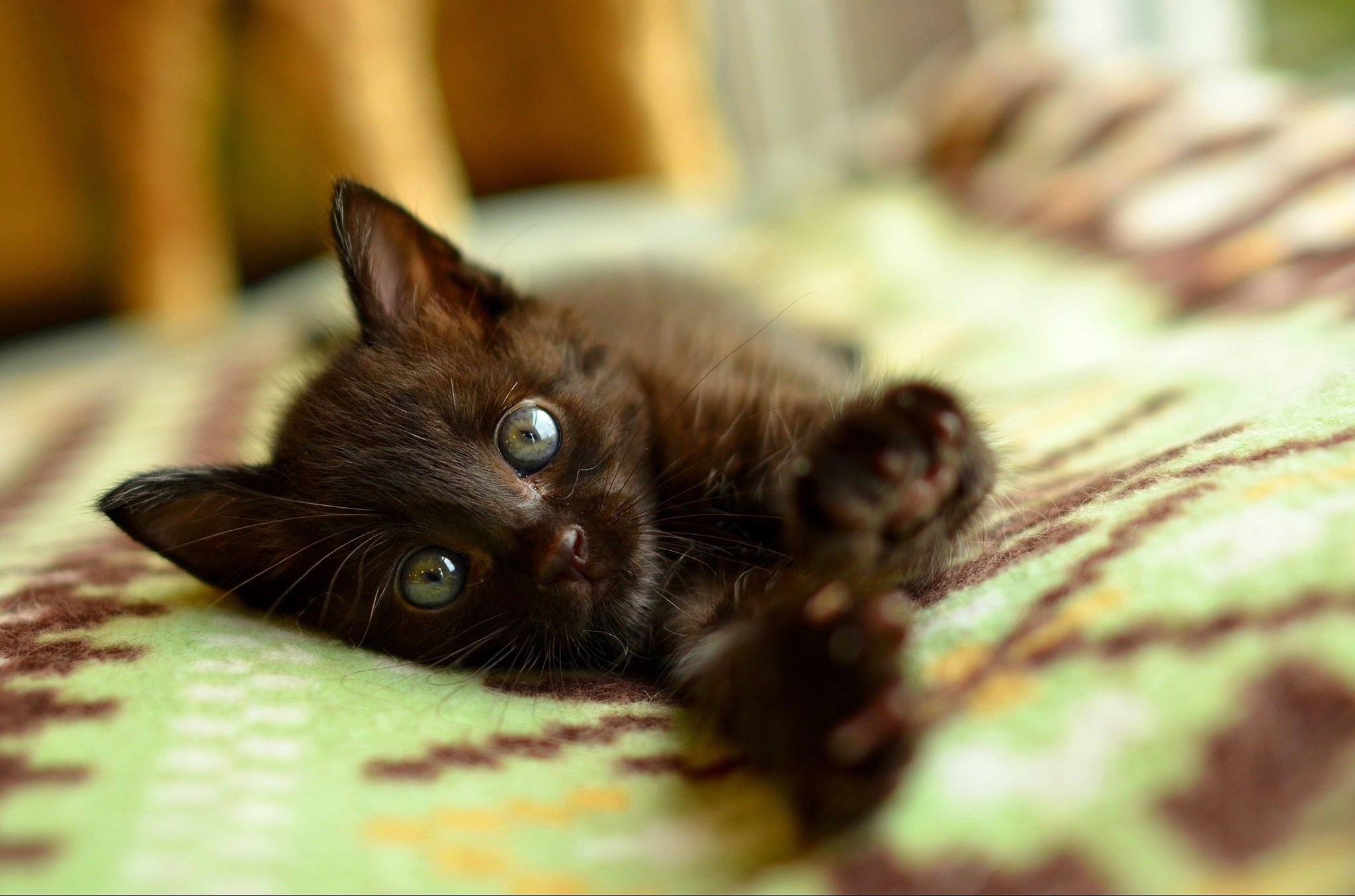 Black kitten lying on a patterned blanket HD Wallpaper