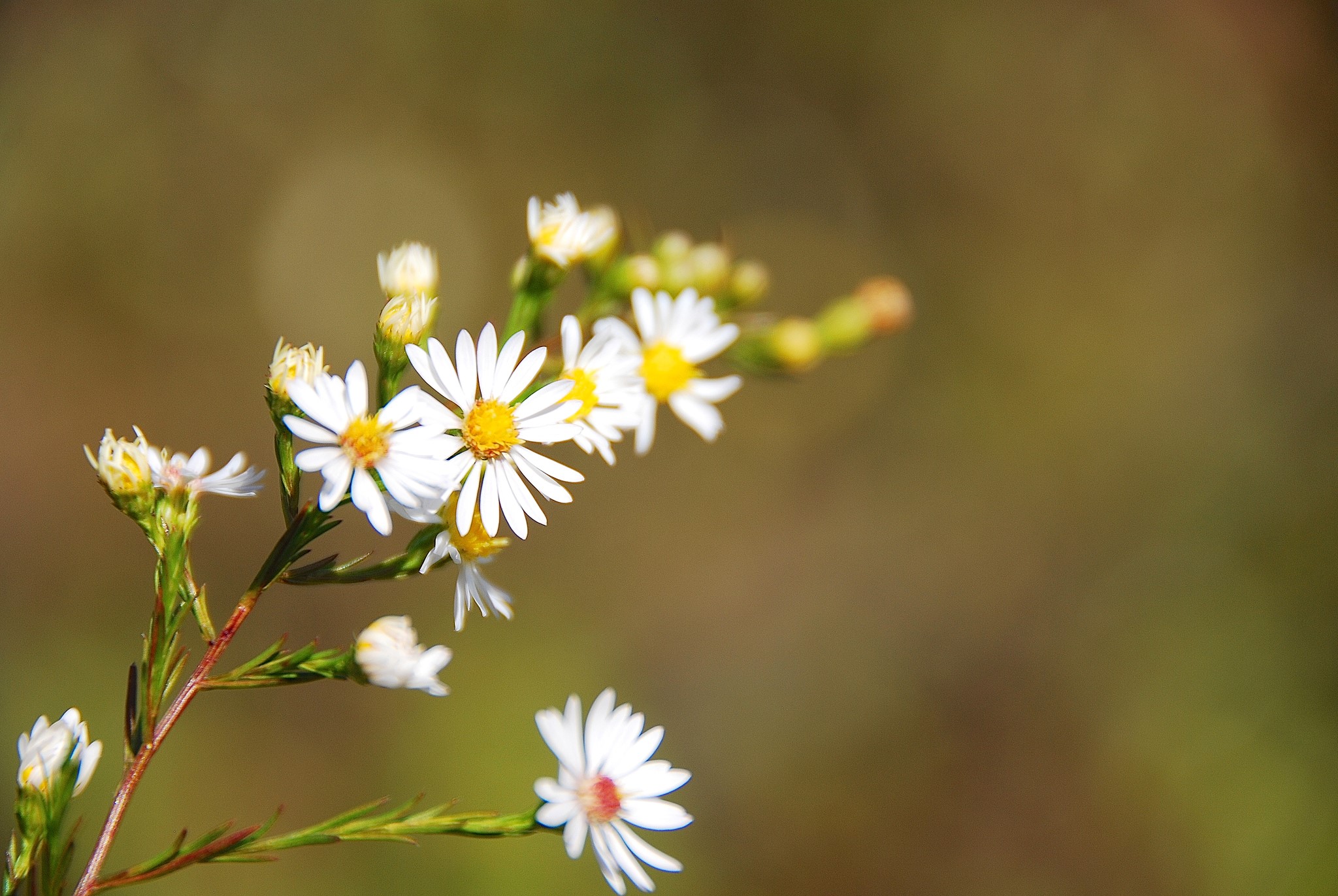 White wildflowers with yellow centers on a stem HD Wallpaper