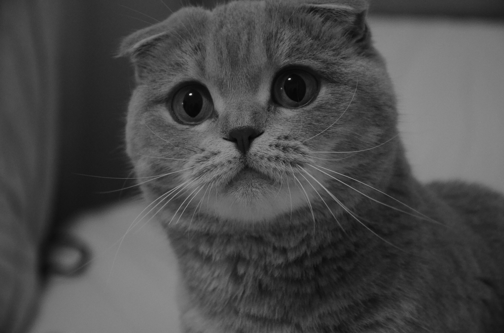 Scottish Fold Cat with Big Eyes HD Wallpaper