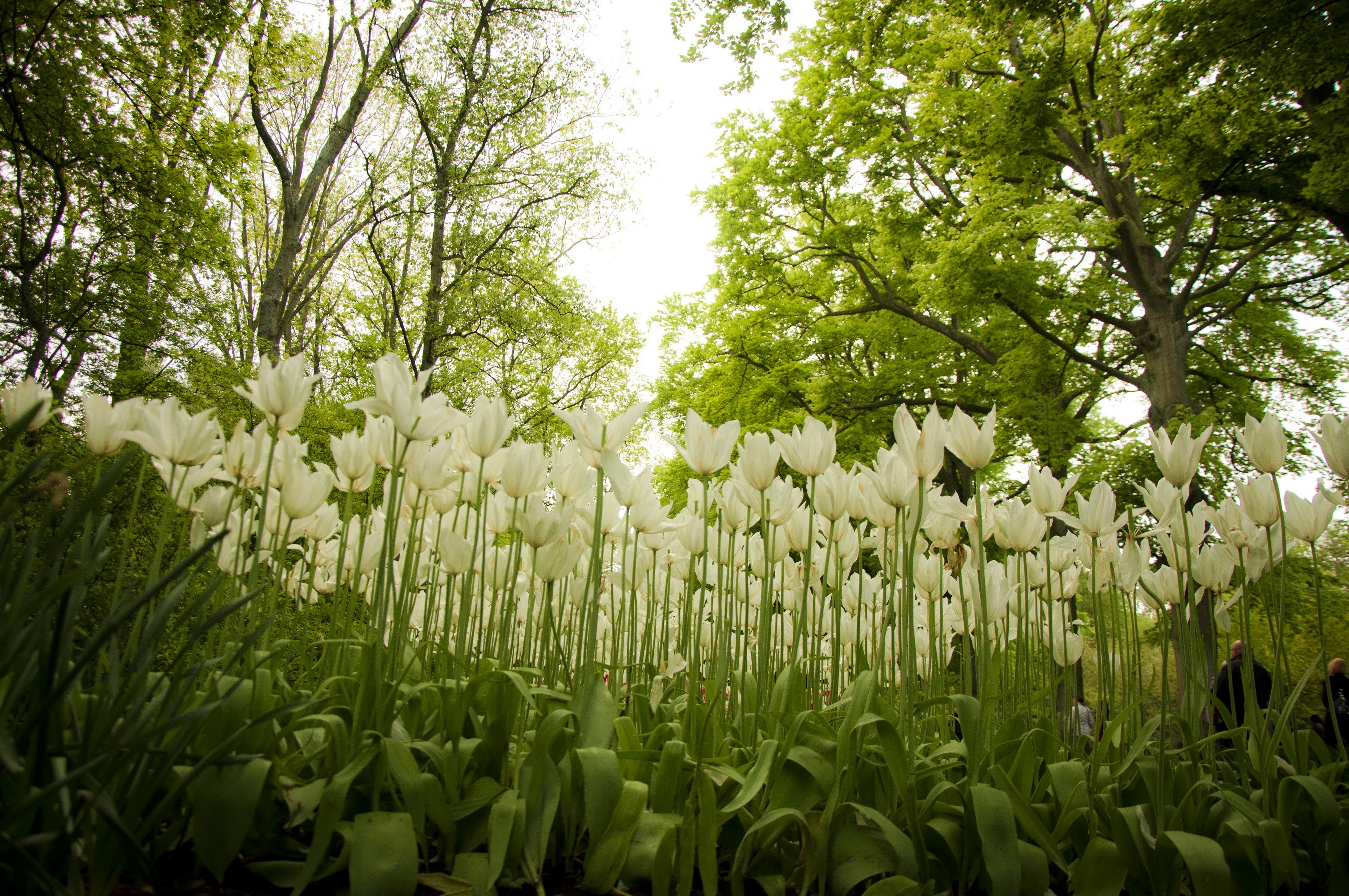 White Tulips in Keukenhof Gardens, Netherlands HD Wallpaper