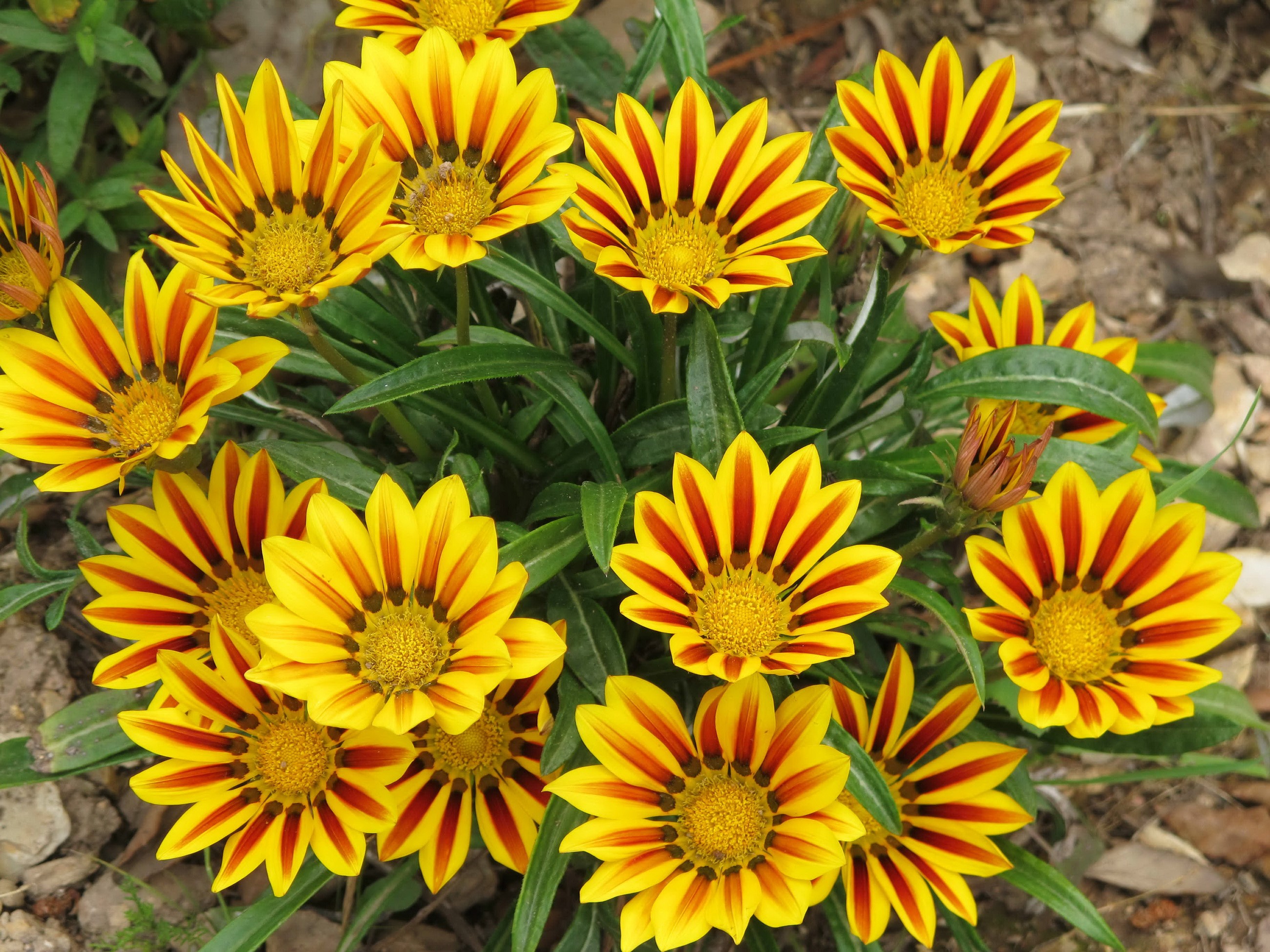 Gazania flowers with yellow and red stripes HD Wallpaper